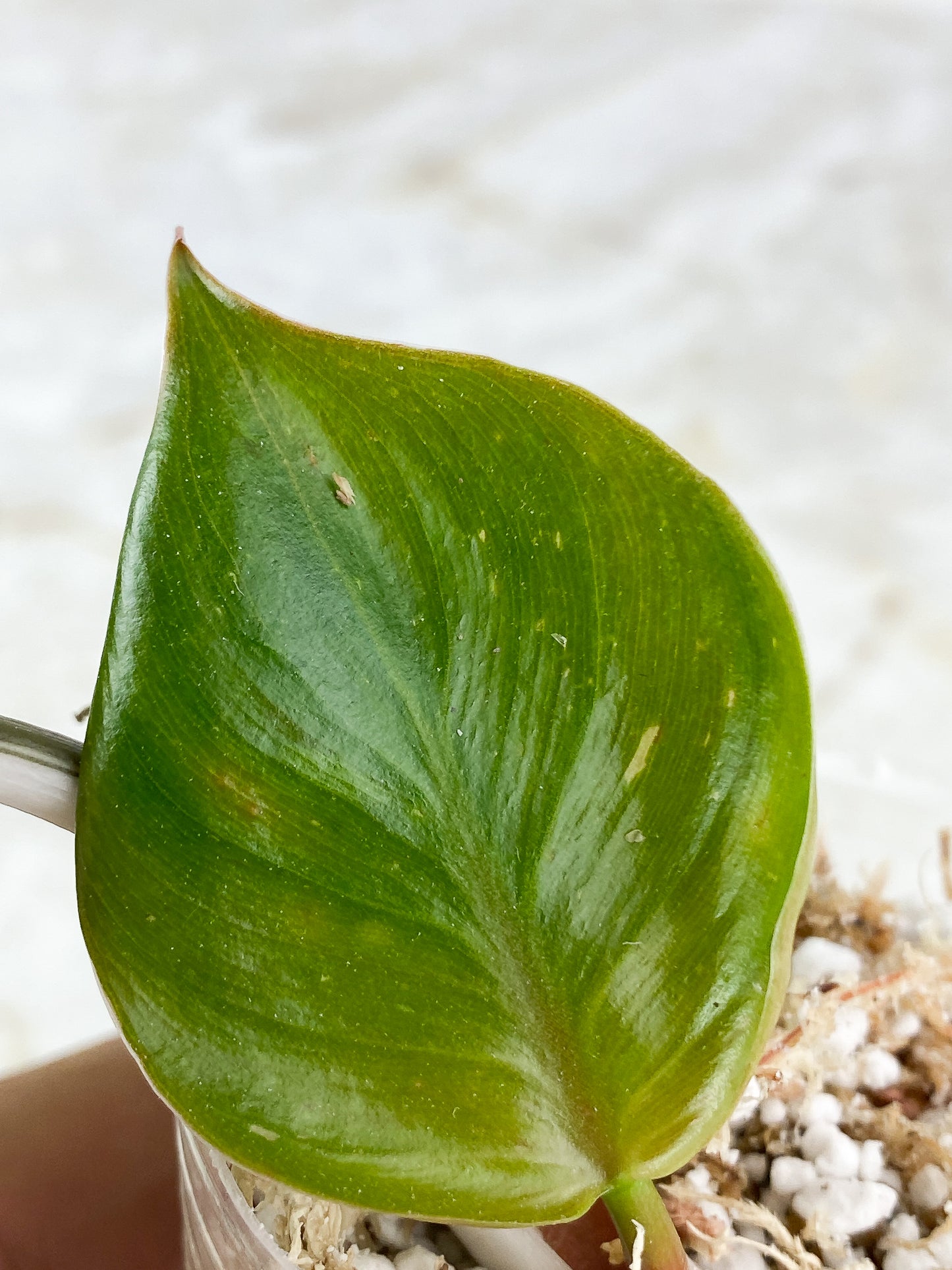 Philodendron White Knight Rooting Top Cutting
