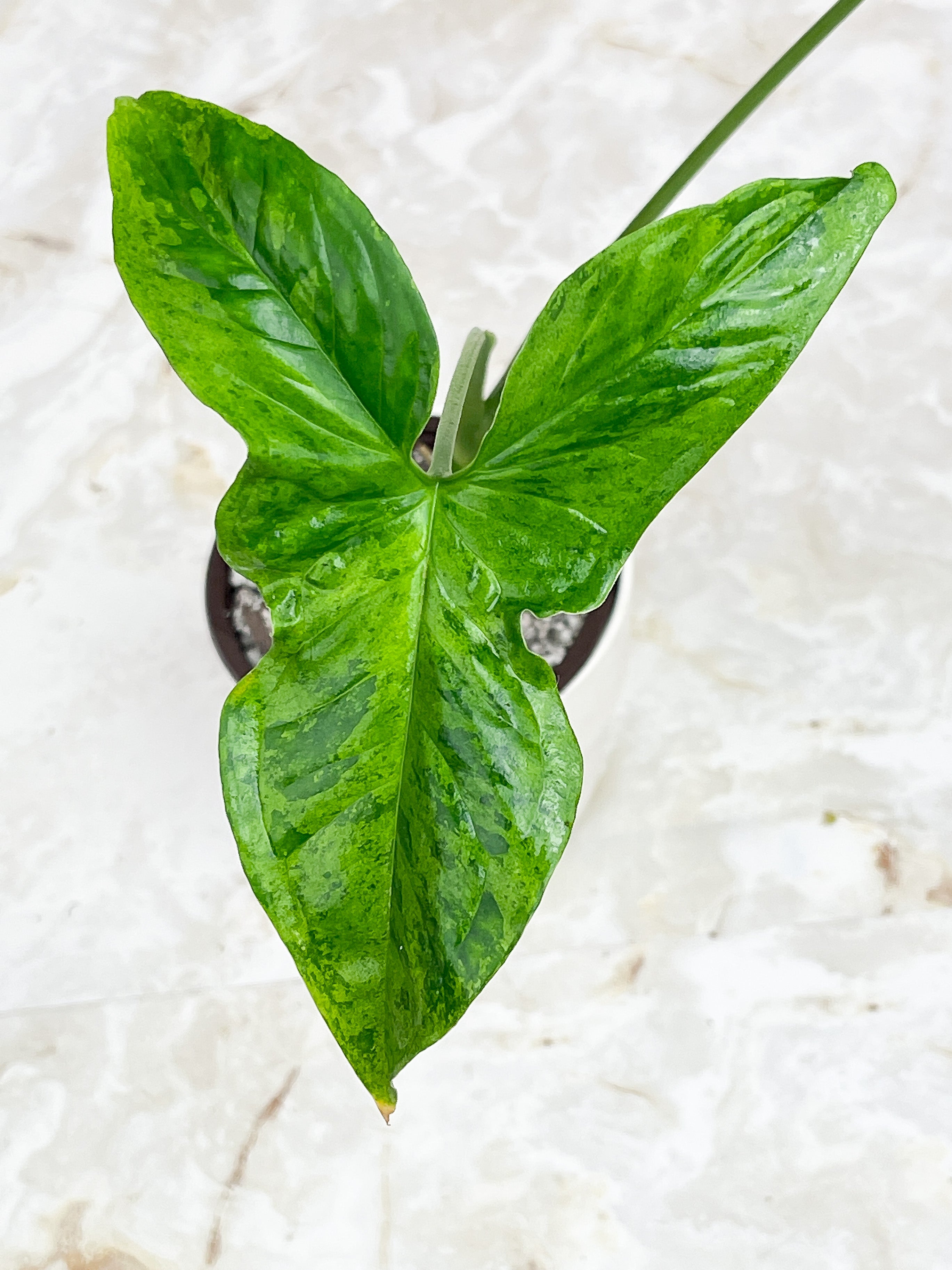 Syngonium Mojito