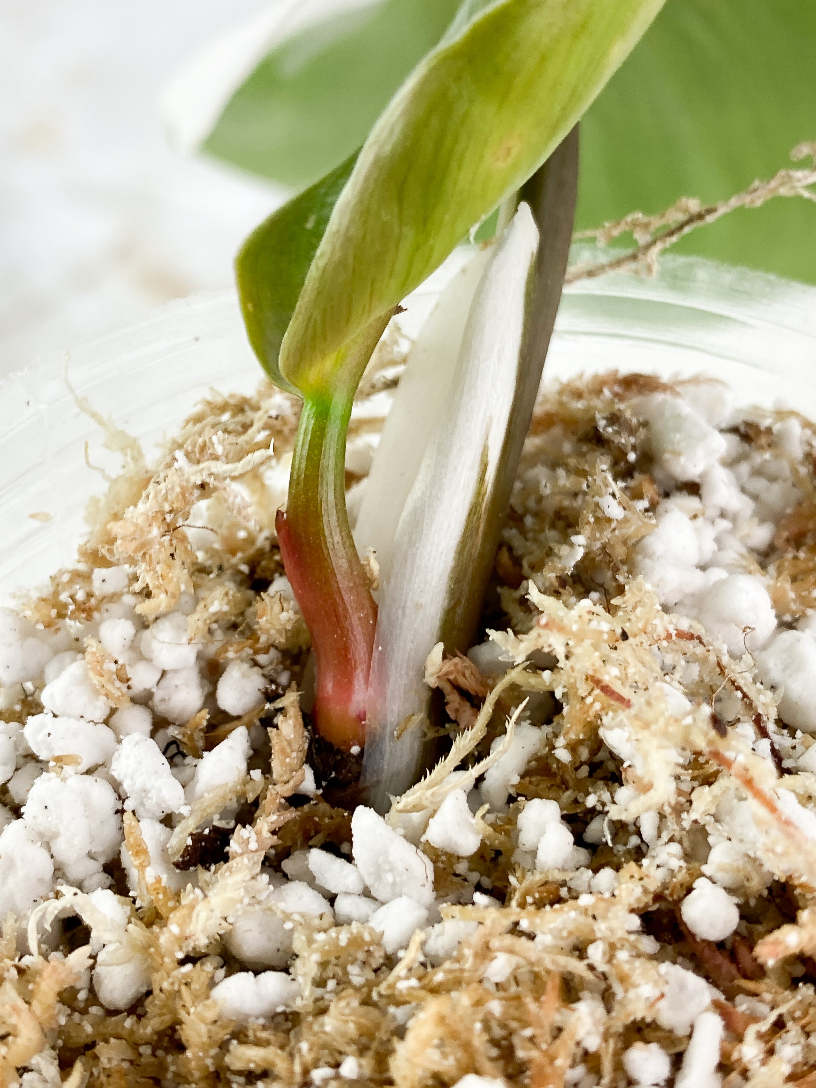 Philodendron White Knight Rooting Top Cutting