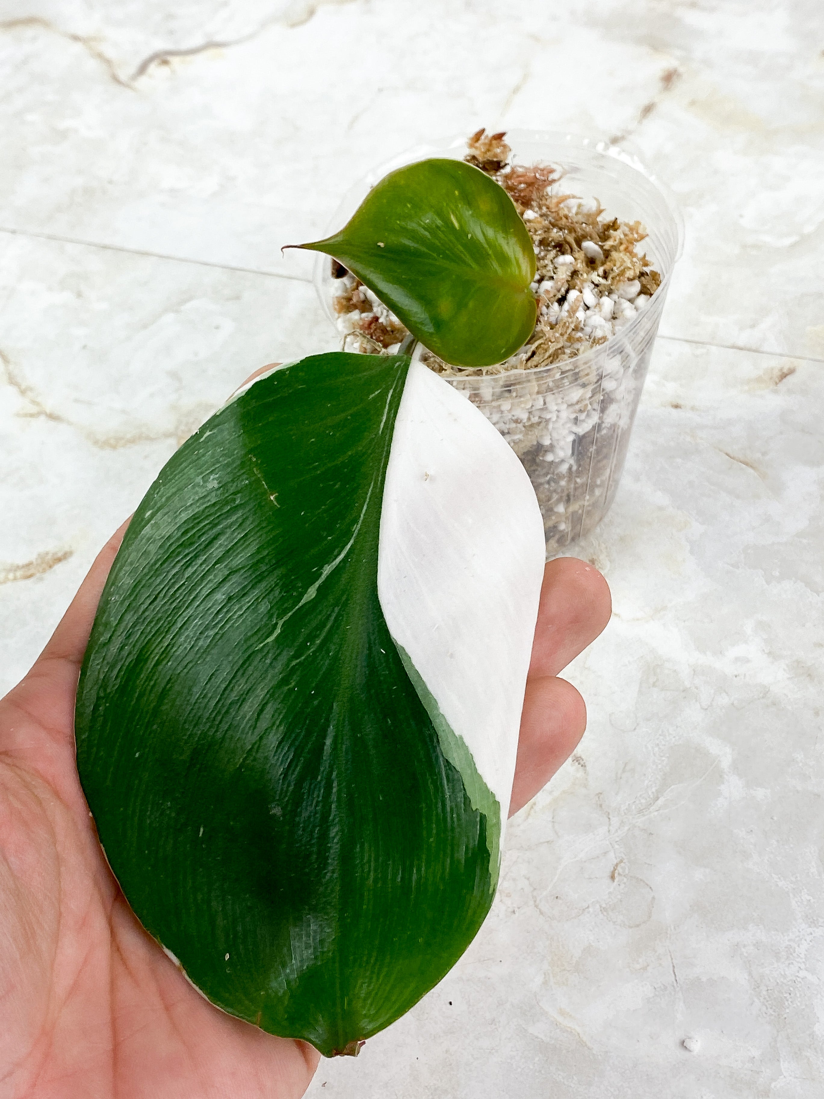 Philodendron White Knight Rooting Top Cutting