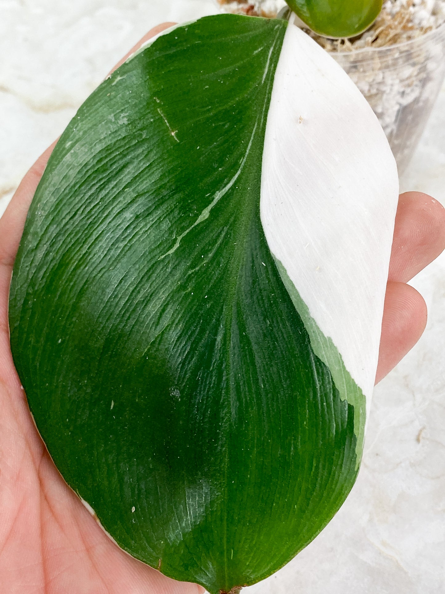 Philodendron White Knight Rooting Top Cutting