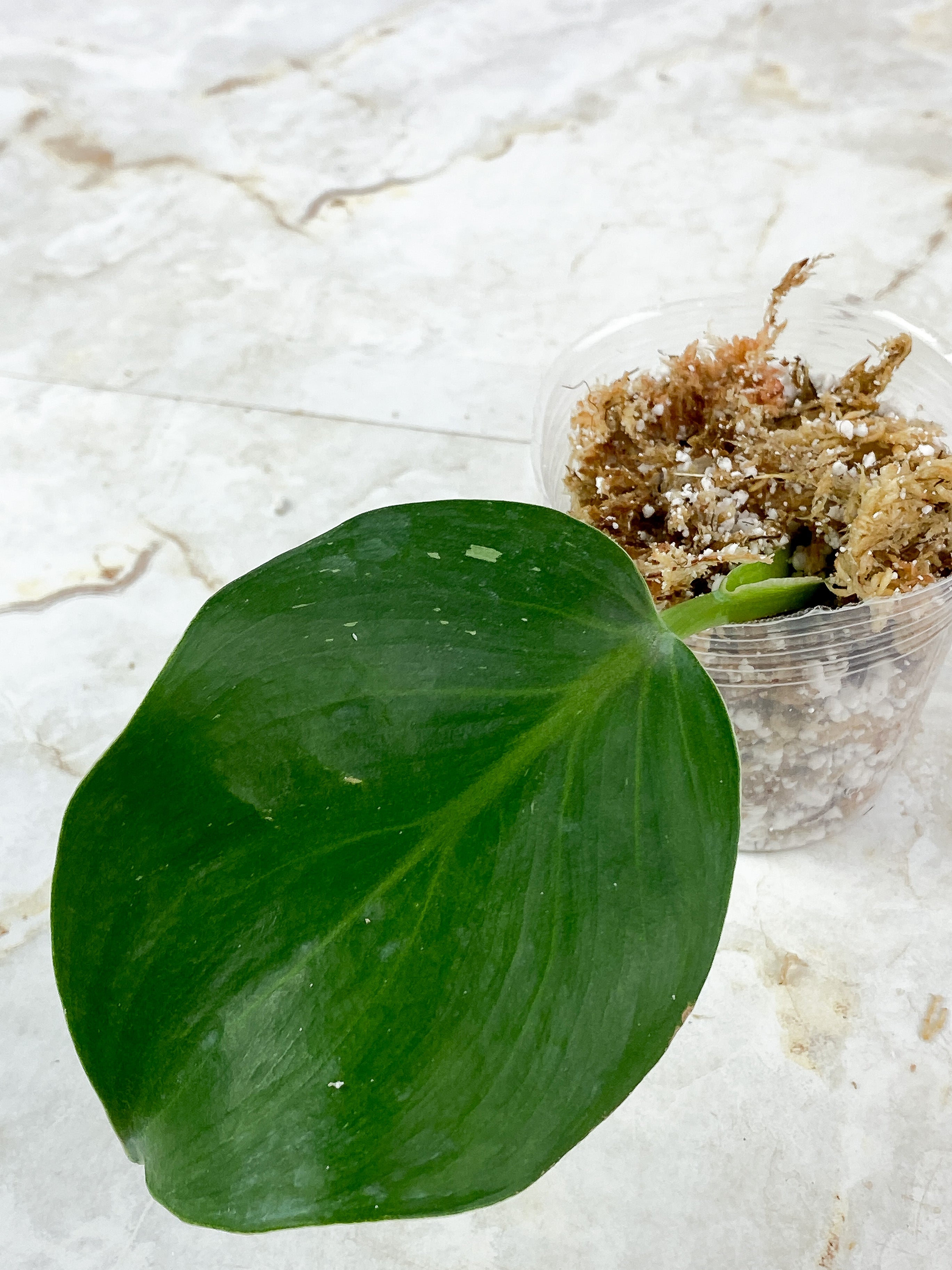 Philodendron White Wizard Freckles Rooting