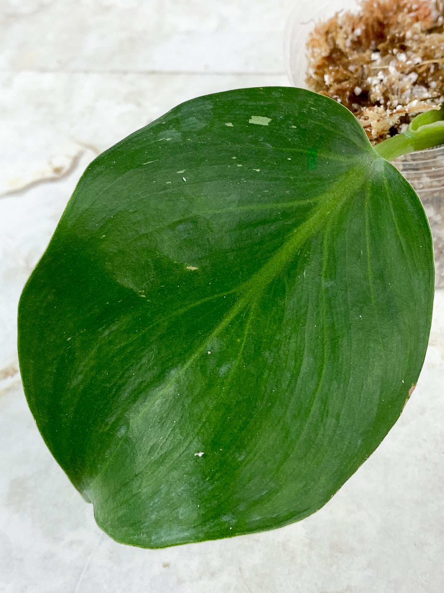 Philodendron White Wizard Freckles Rooting