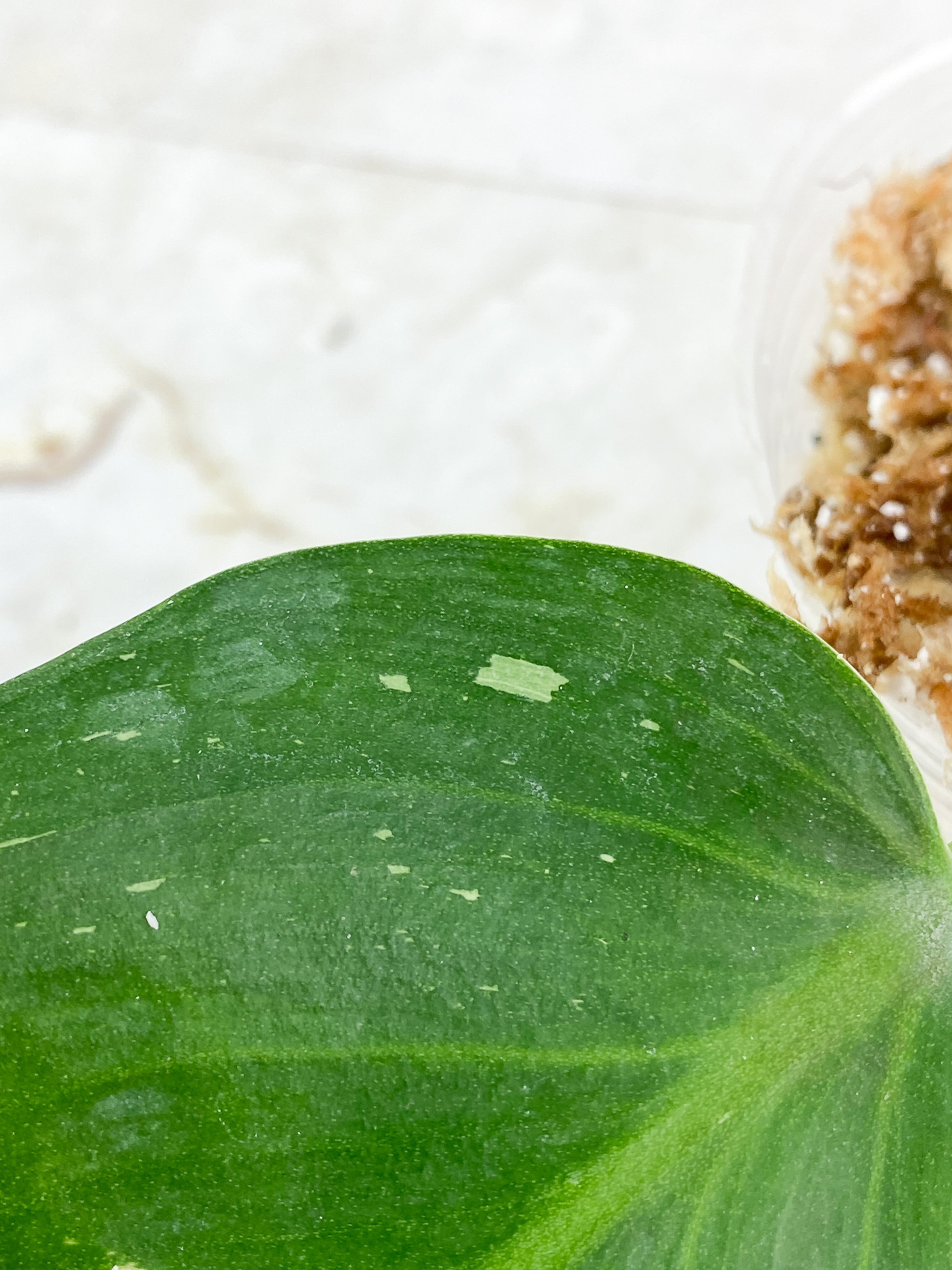 Philodendron White Wizard Freckles Rooting