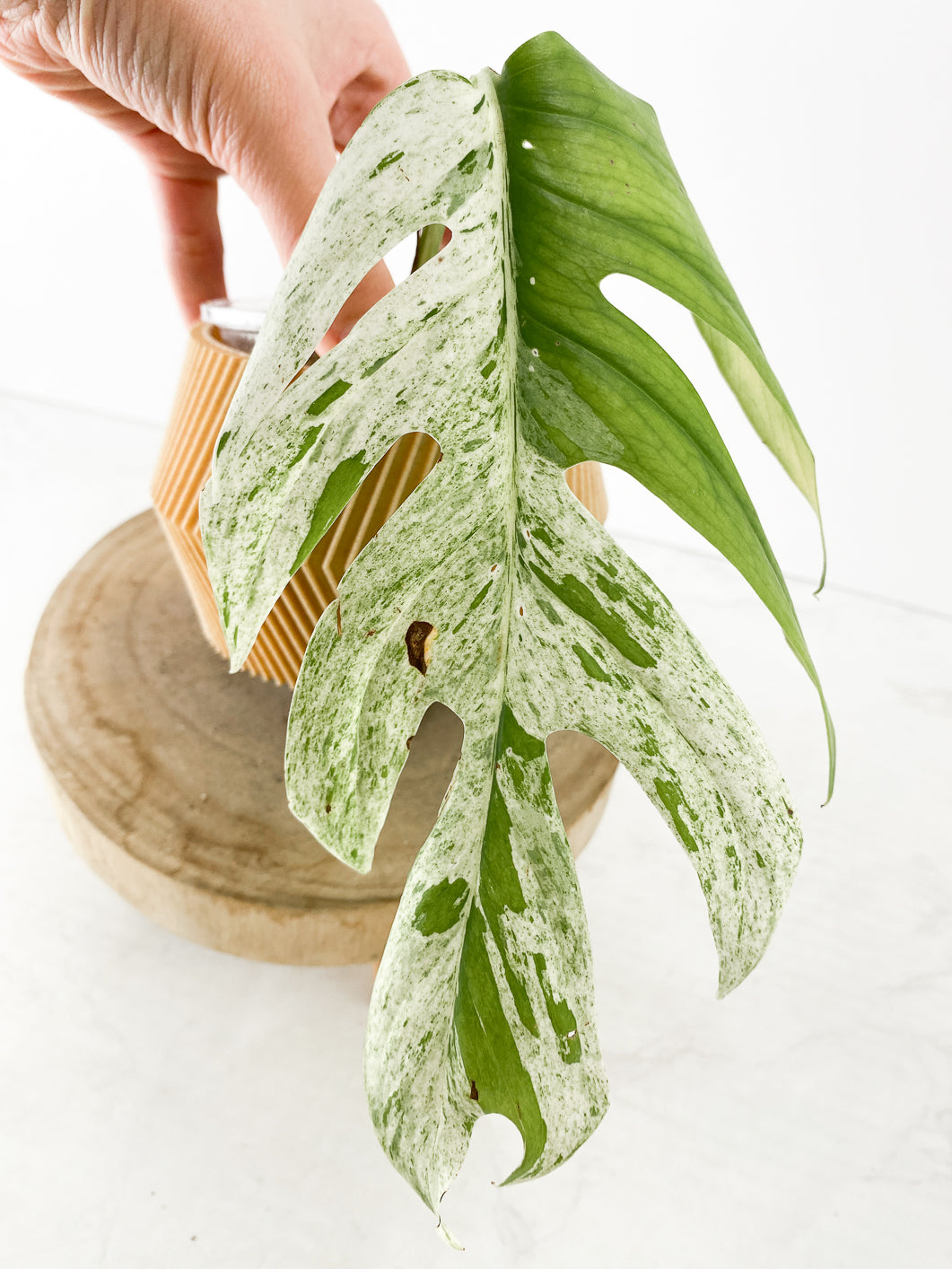 Epipremnum Marble 1 leaf rooted