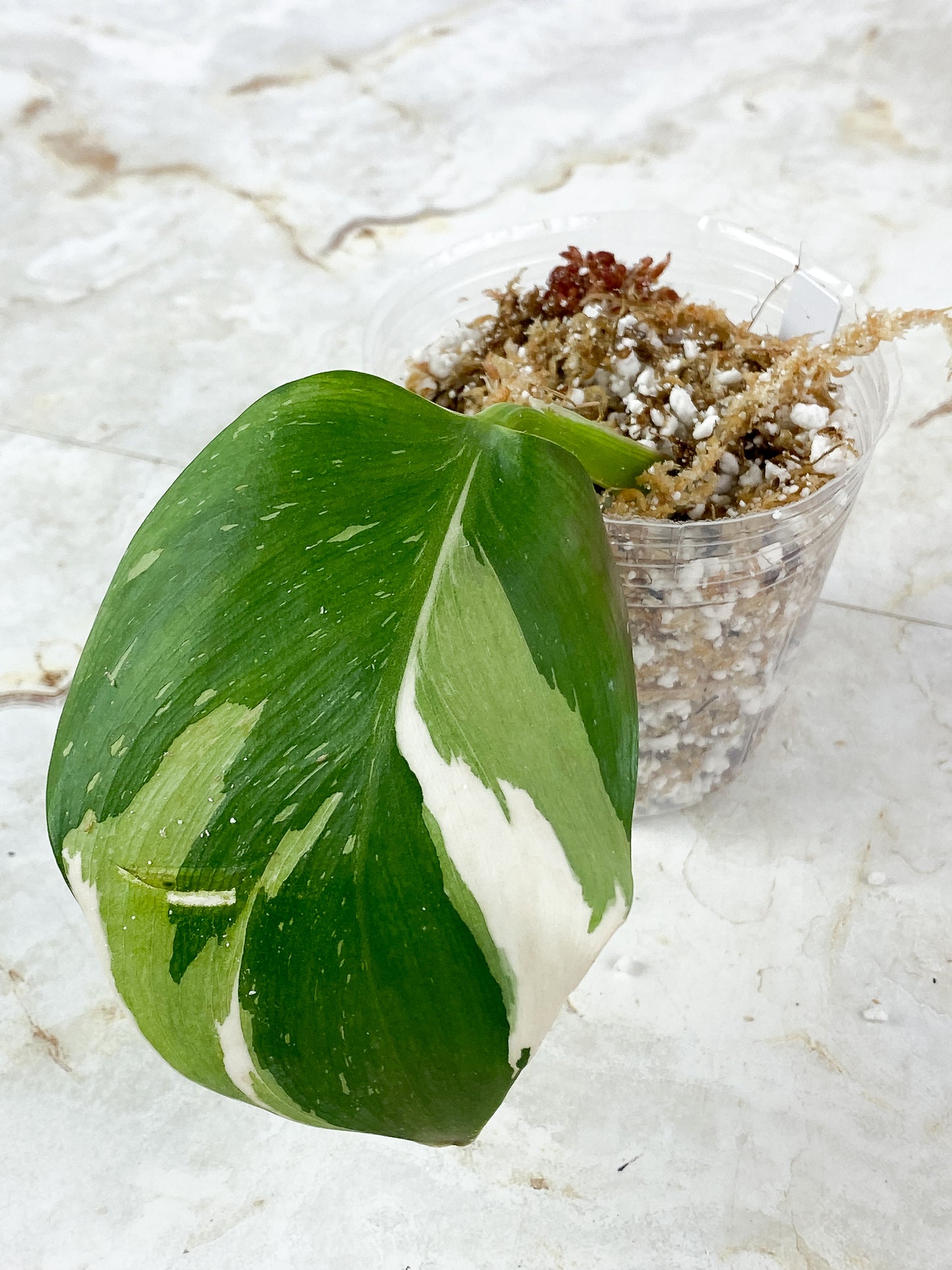 Philodendron White Wizard Highly Variegated Rooting