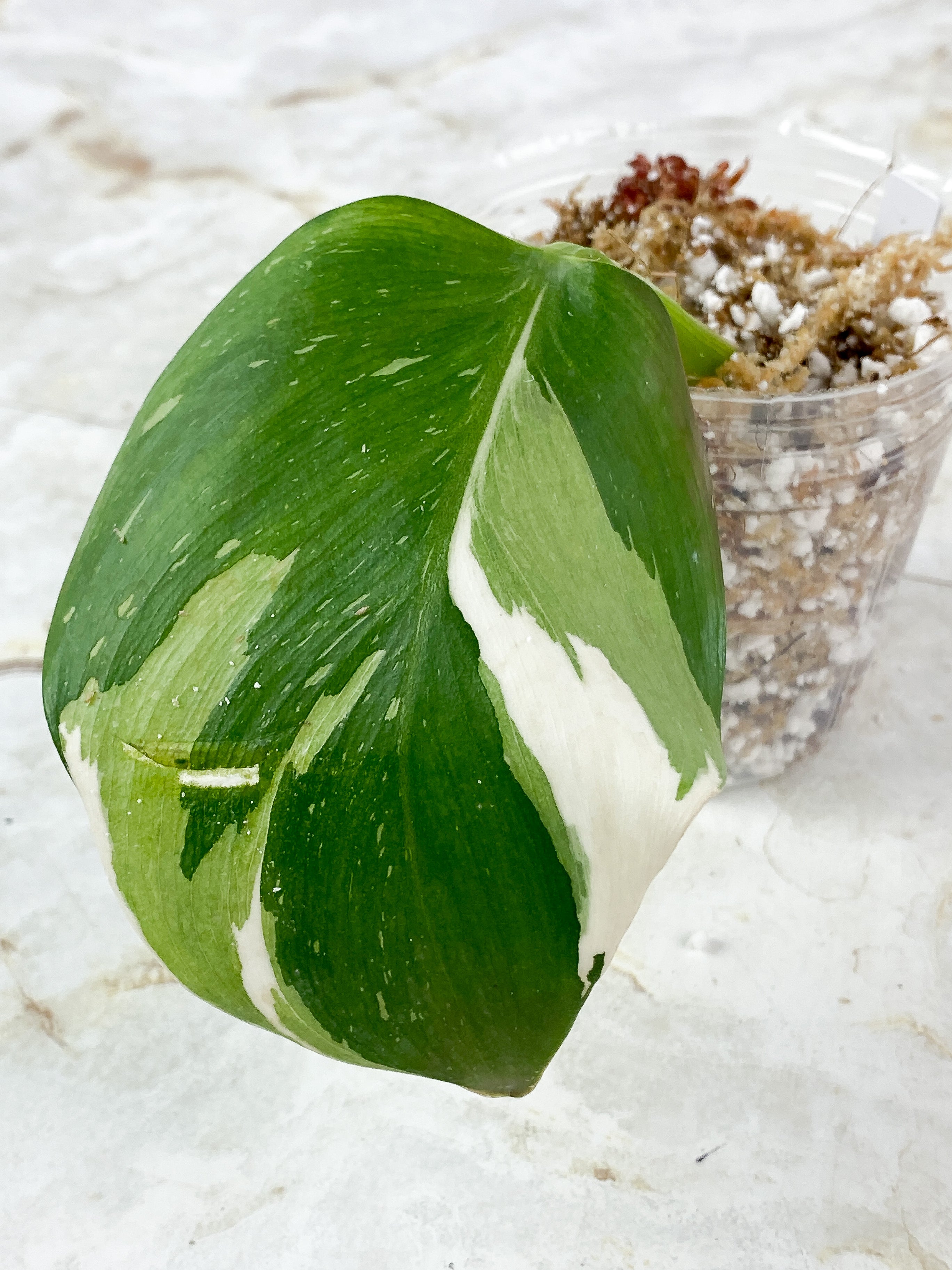 Philodendron White Wizard Highly Variegated Rooting