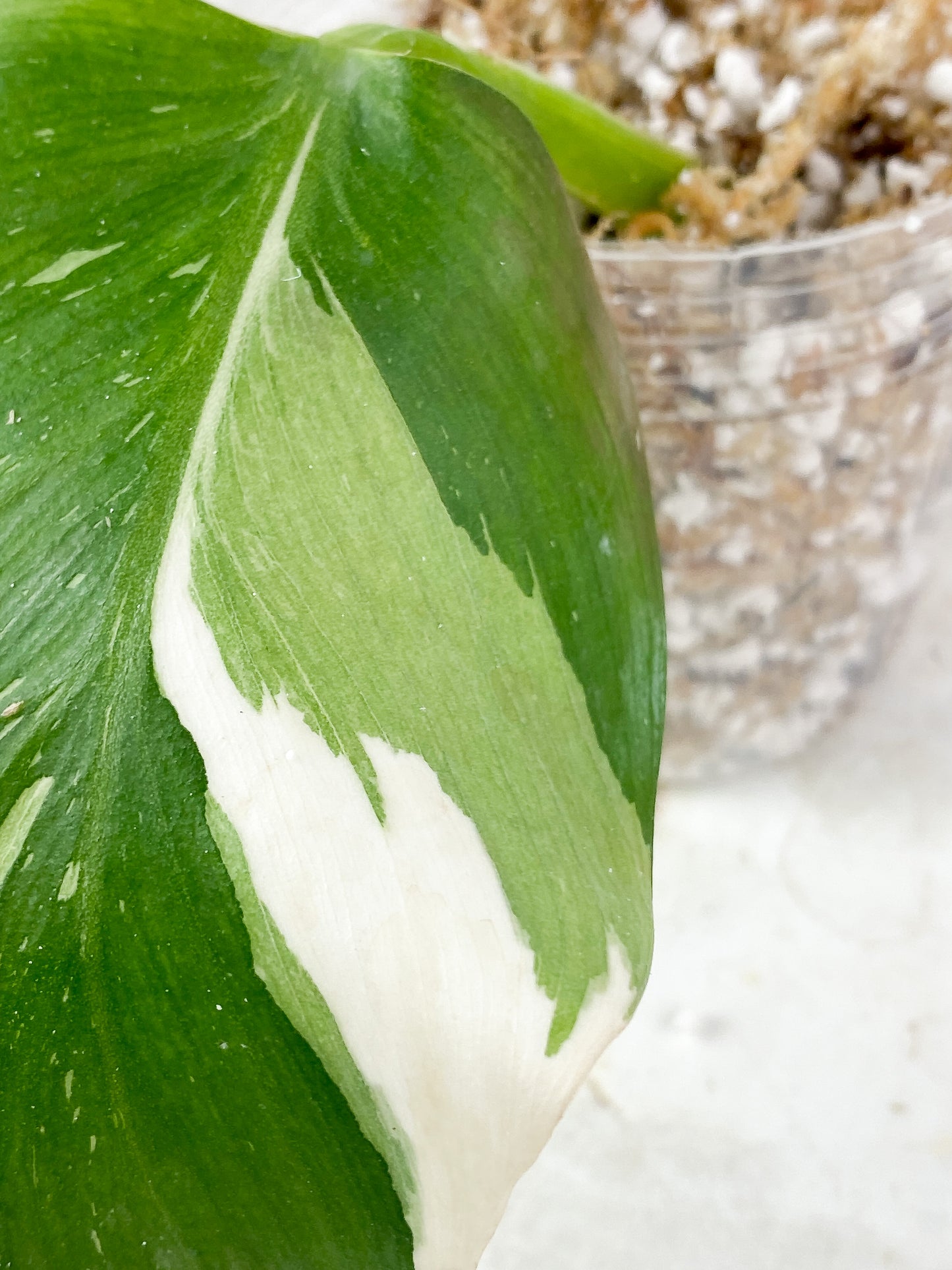 Philodendron White Wizard Highly Variegated Rooting
