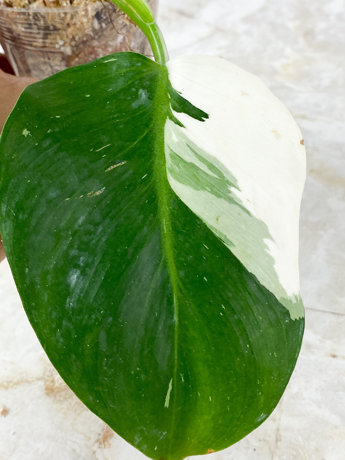 Philodendron White Wizard Highly Variegated Slightly Rooted