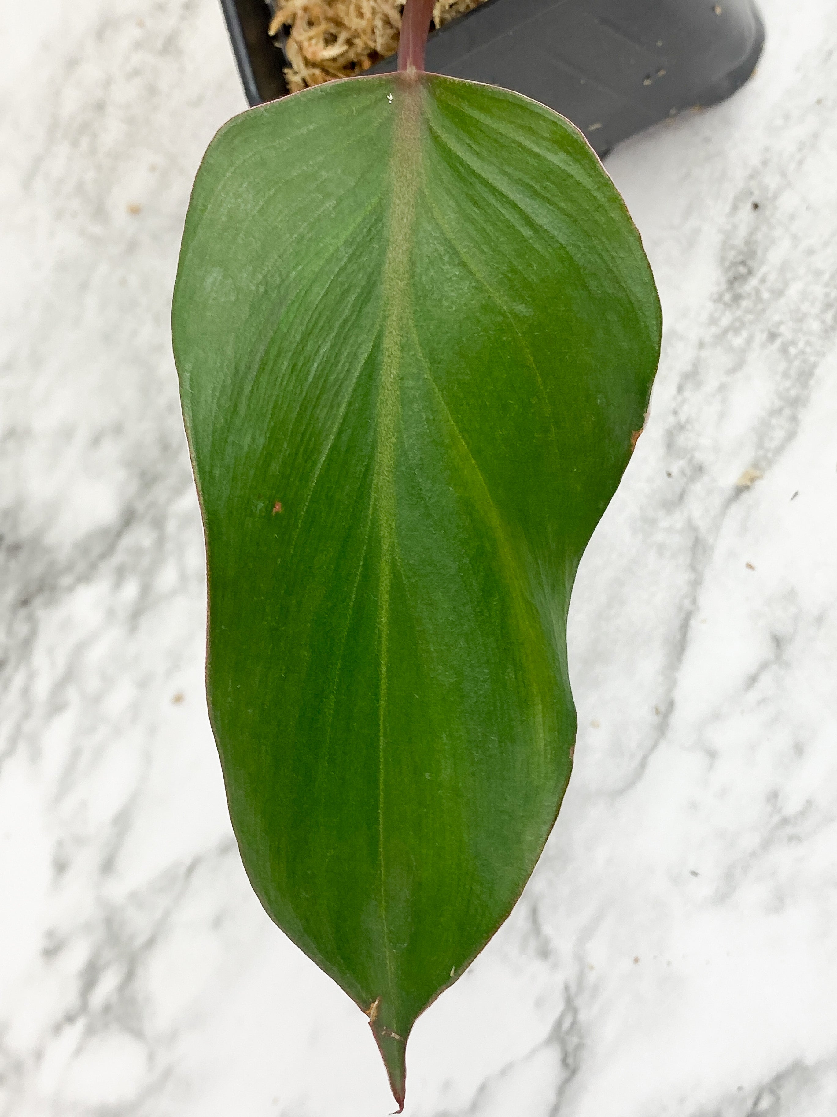 White Knight - 2 leaves rooted  (First photo is the mother plant, which is not included in this sale)