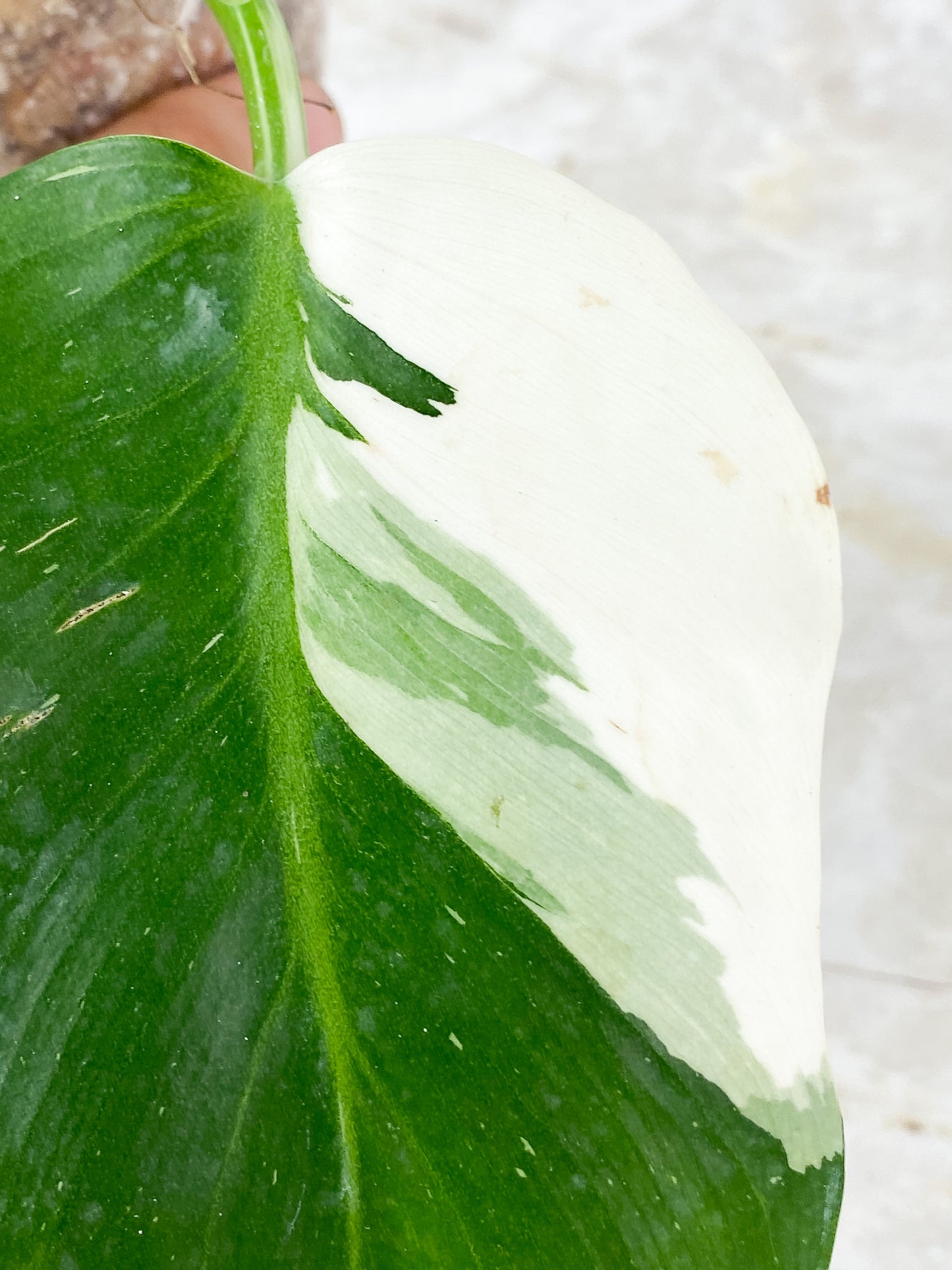 Philodendron White Wizard Highly Variegated Slightly Rooted