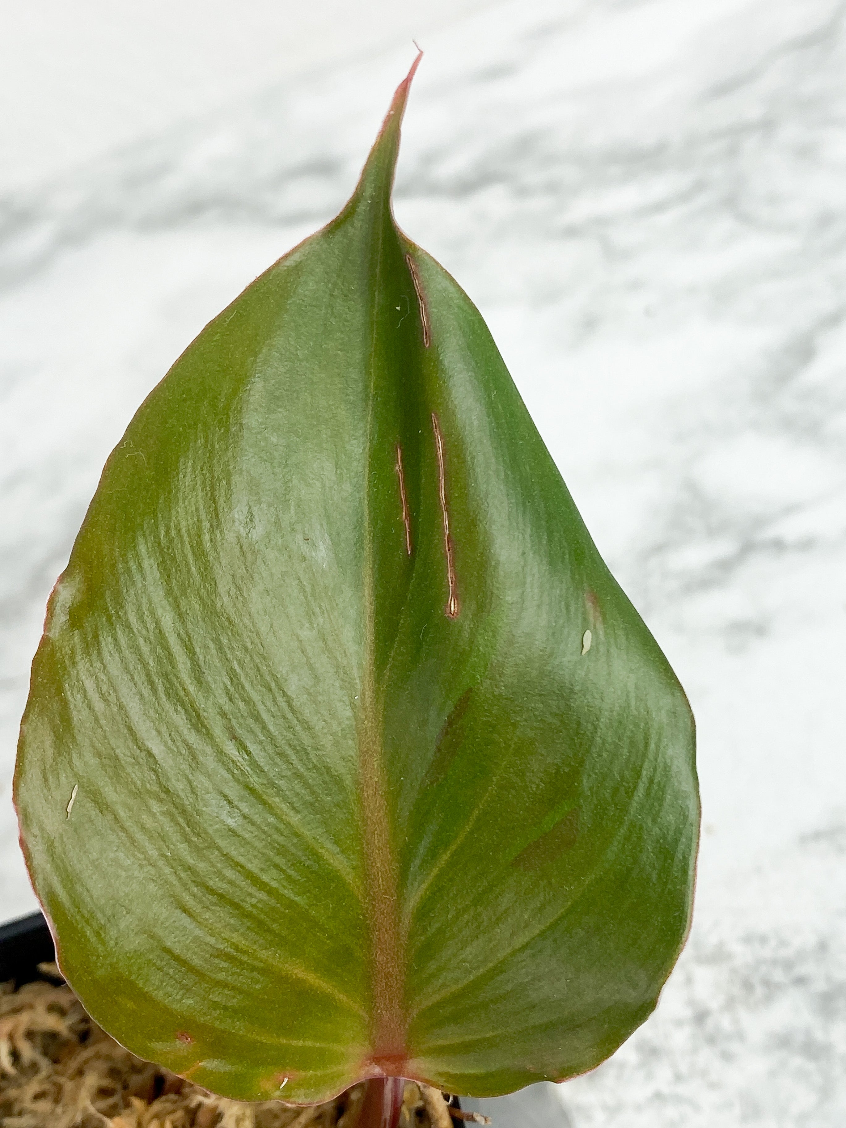 White Knight - 2 leaves rooted  (First photo is the mother plant, which is not included in this sale)