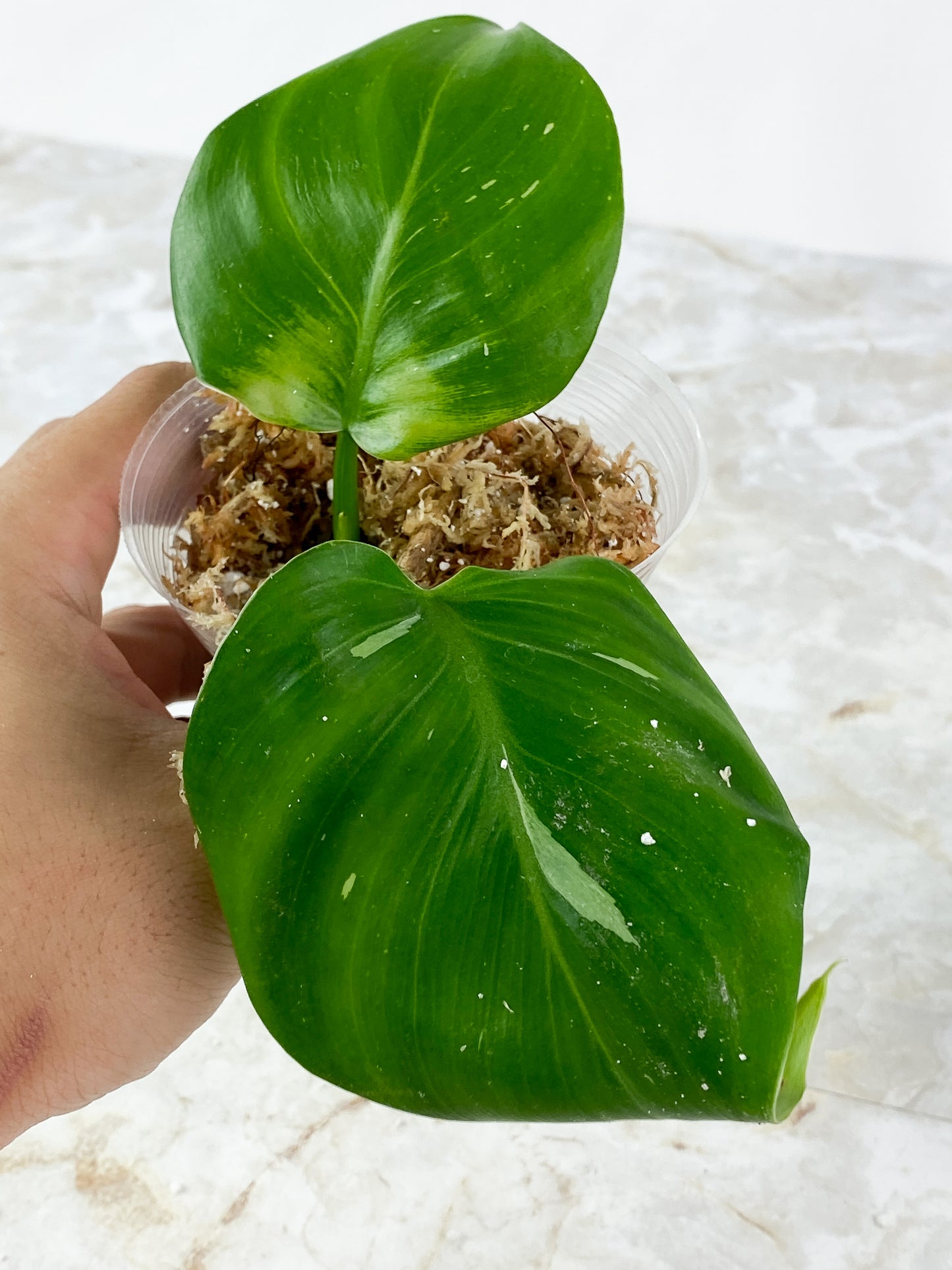 Philodendron White Wizard Rooting 2 leaves. Top cutting