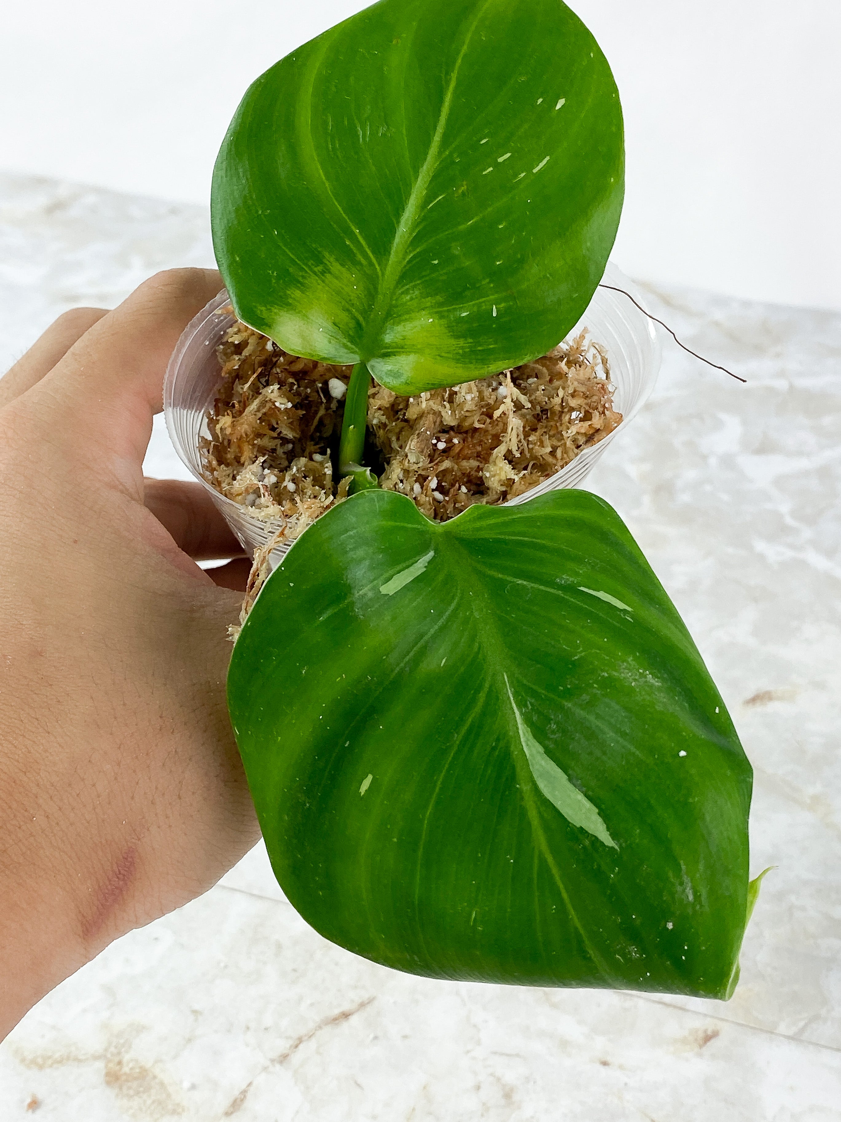 Philodendron White Wizard Rooting 2 leaves. Top cutting