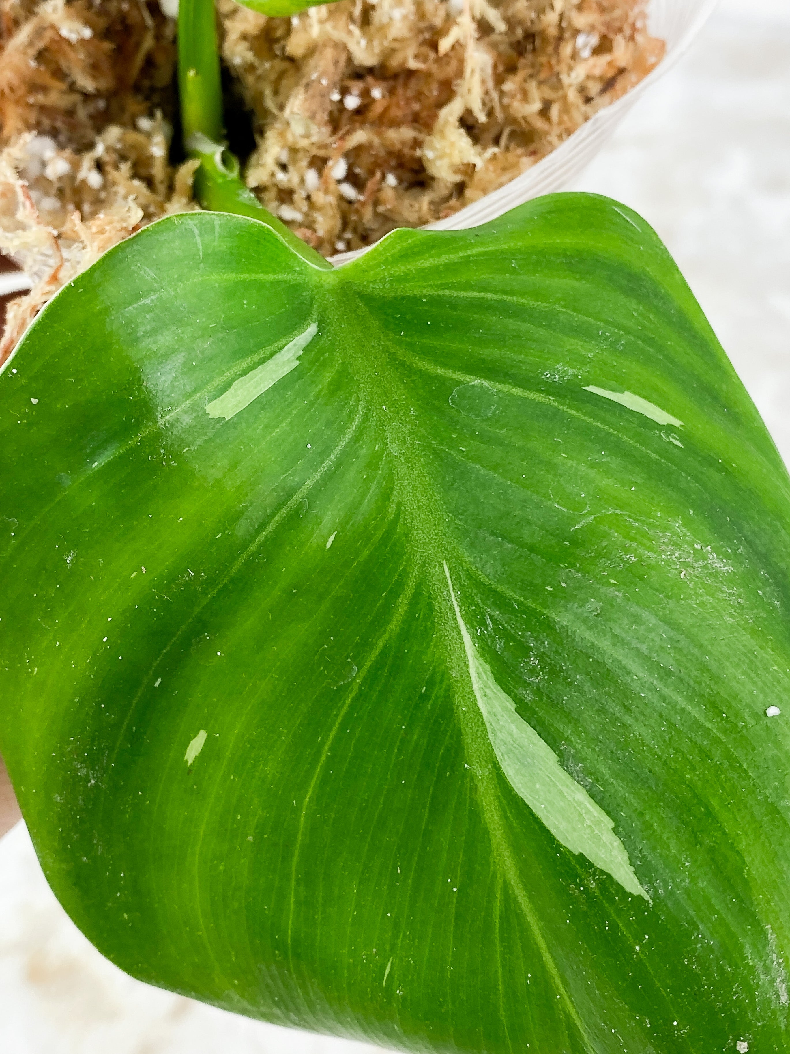 Philodendron White Wizard Rooting 2 leaves. Top cutting