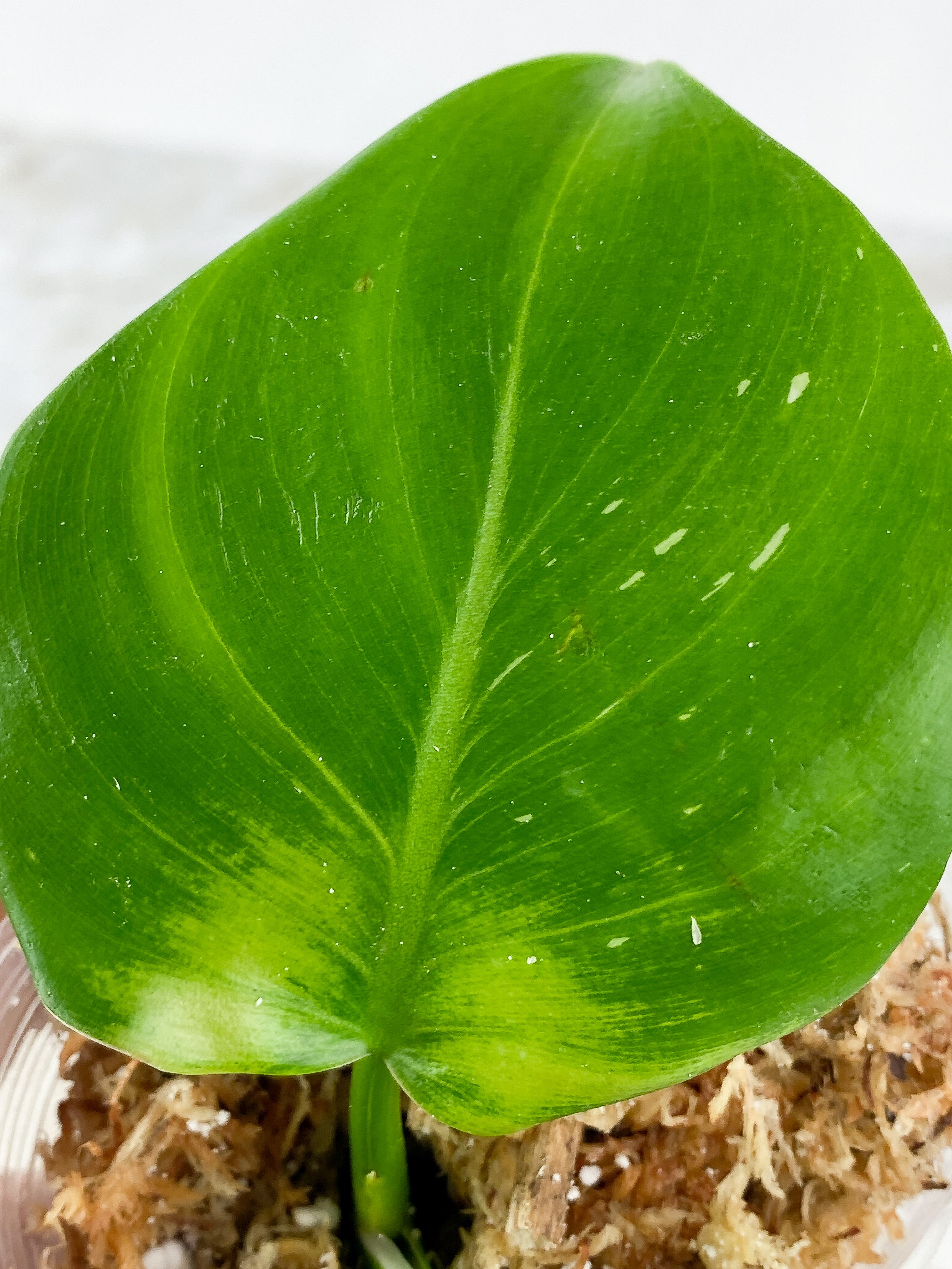 Philodendron White Wizard Rooting 2 leaves. Top cutting