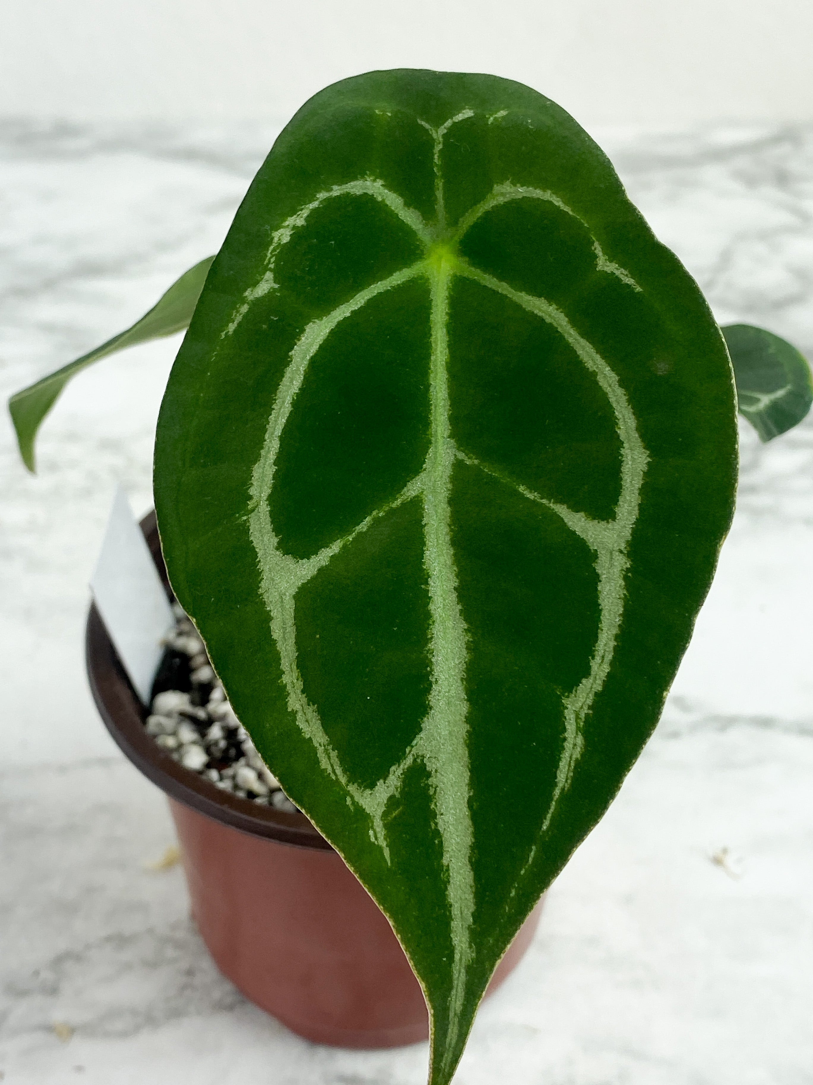 Anthurium forgetii silver medium - 3 leaves rooted