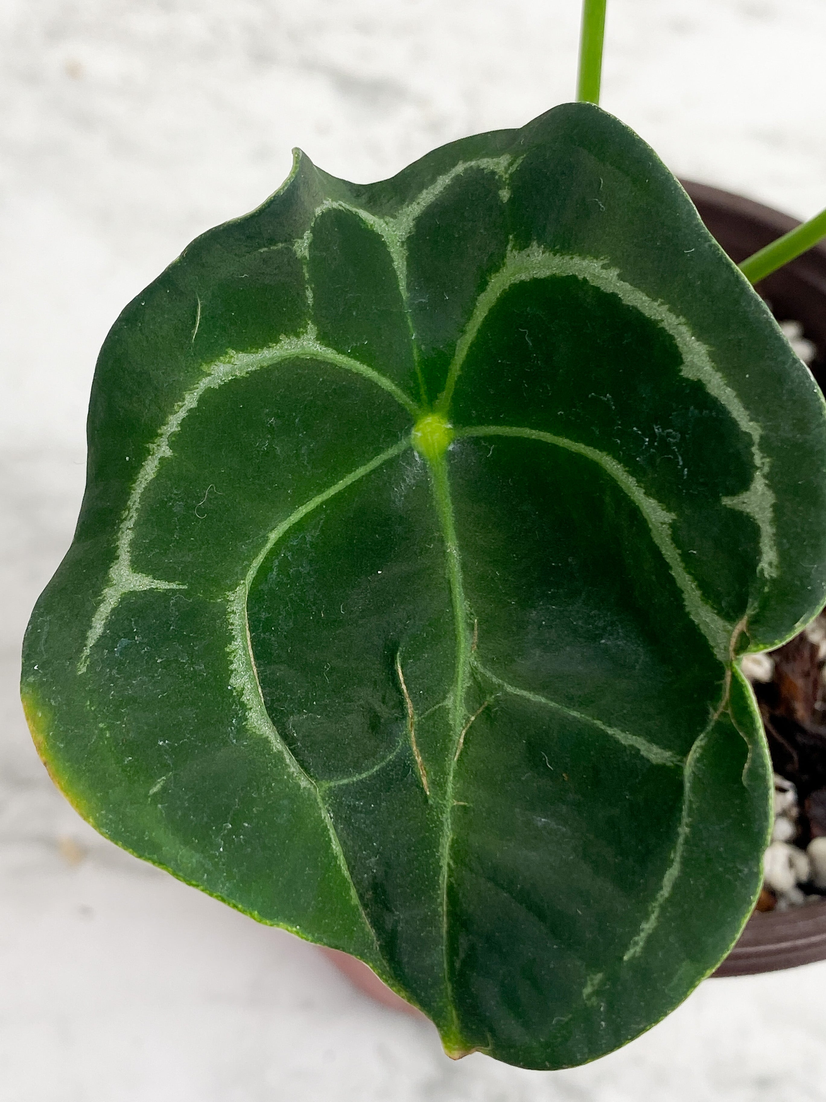 Anthurium forgetii silver medium - 3 leaves rooted