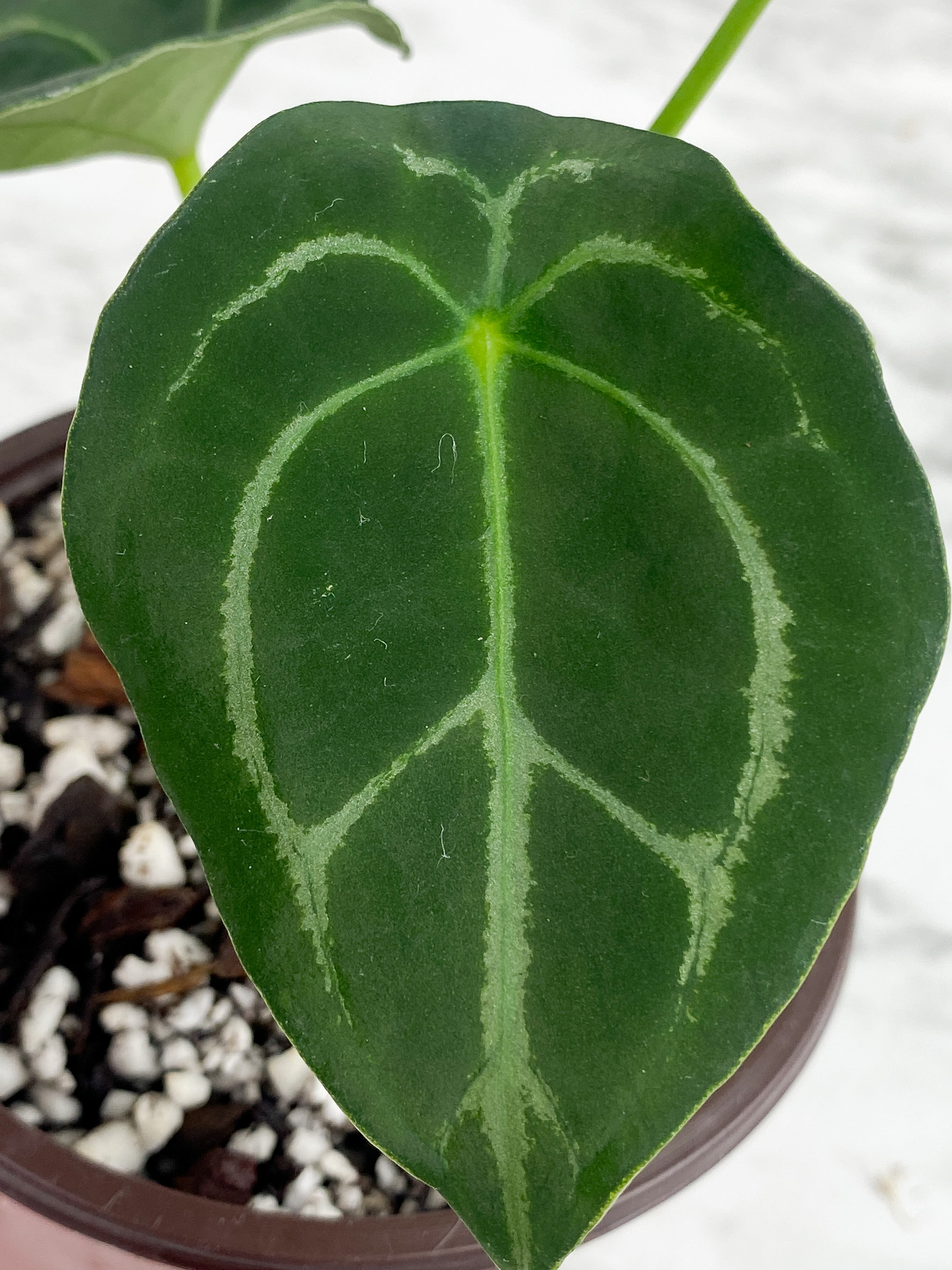 Anthurium forgetii silver medium - 3 leaves rooted