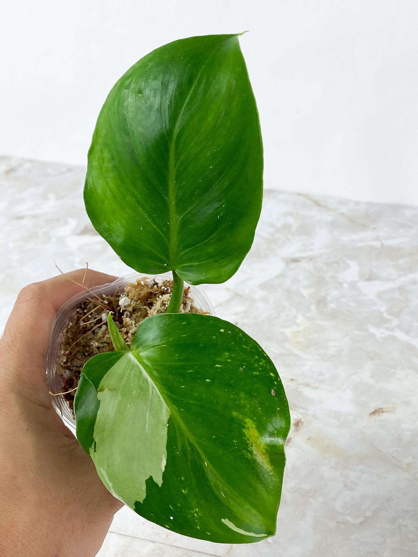 Philodendron White Wizard Rooting 3 leaves. Top cutting