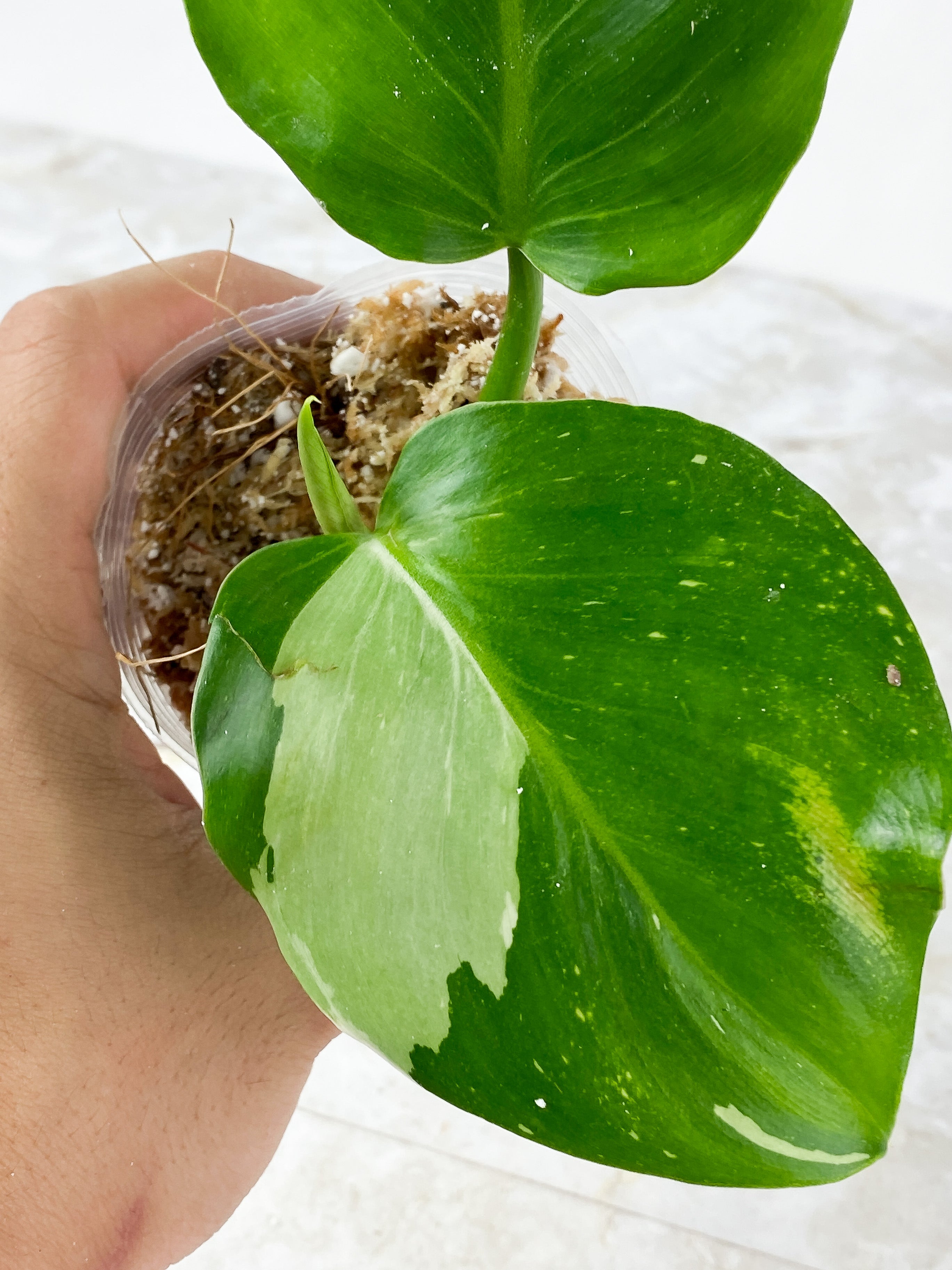 Philodendron White Wizard Rooting 3 leaves. Top cutting
