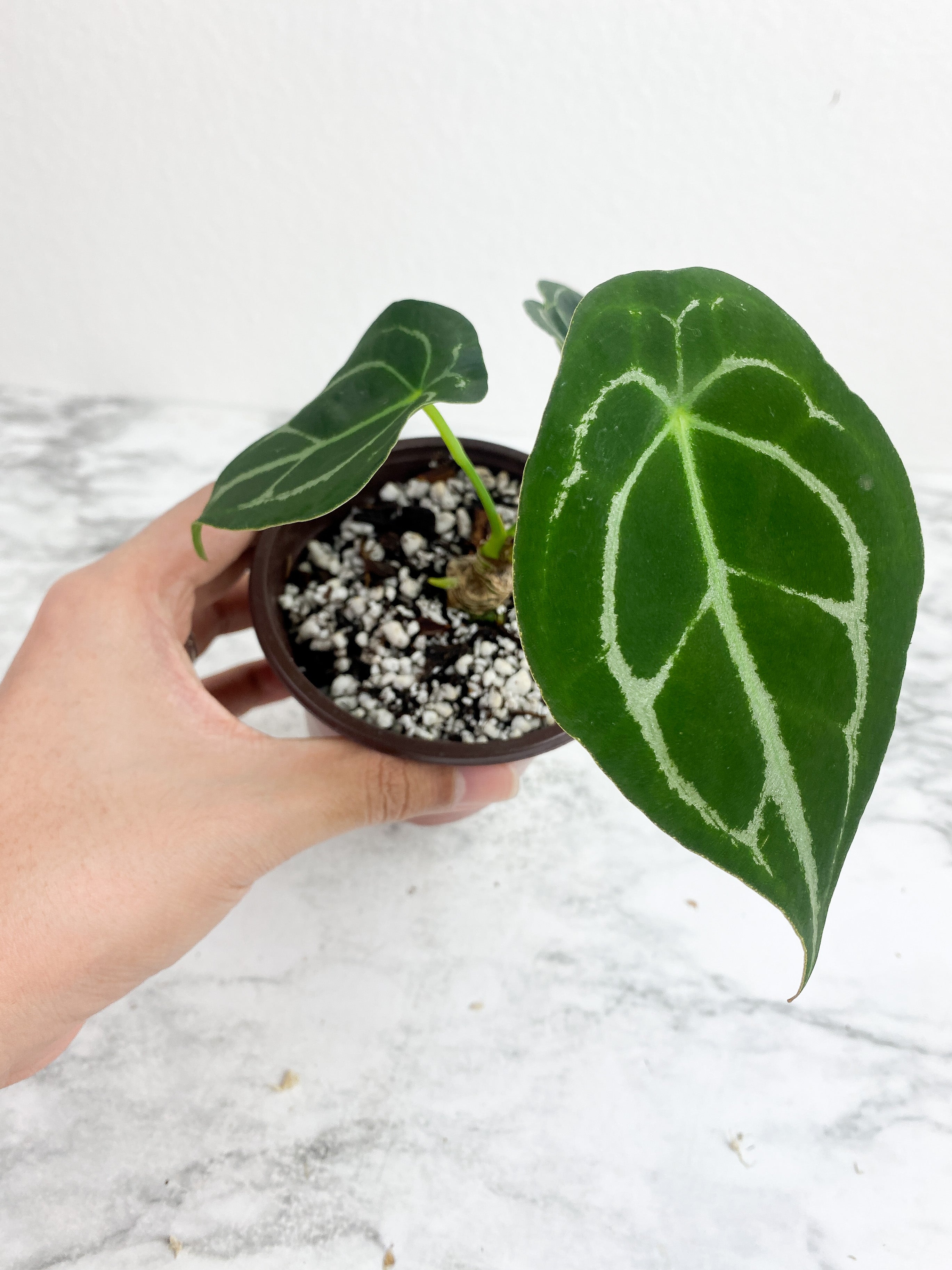 Anthurium forgetii silver medium - 3 leaves rooted