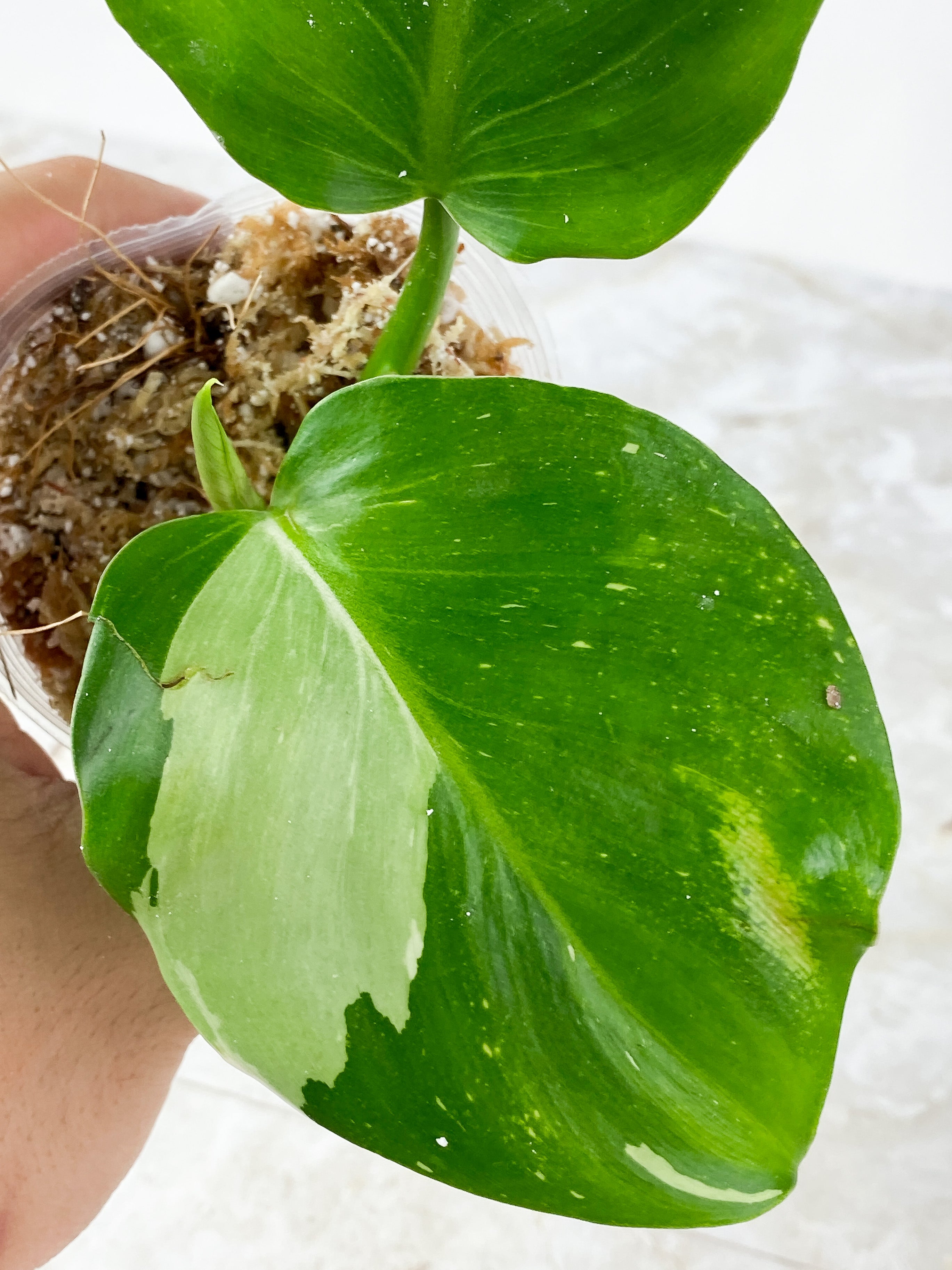 Philodendron White Wizard Rooting 3 leaves. Top cutting