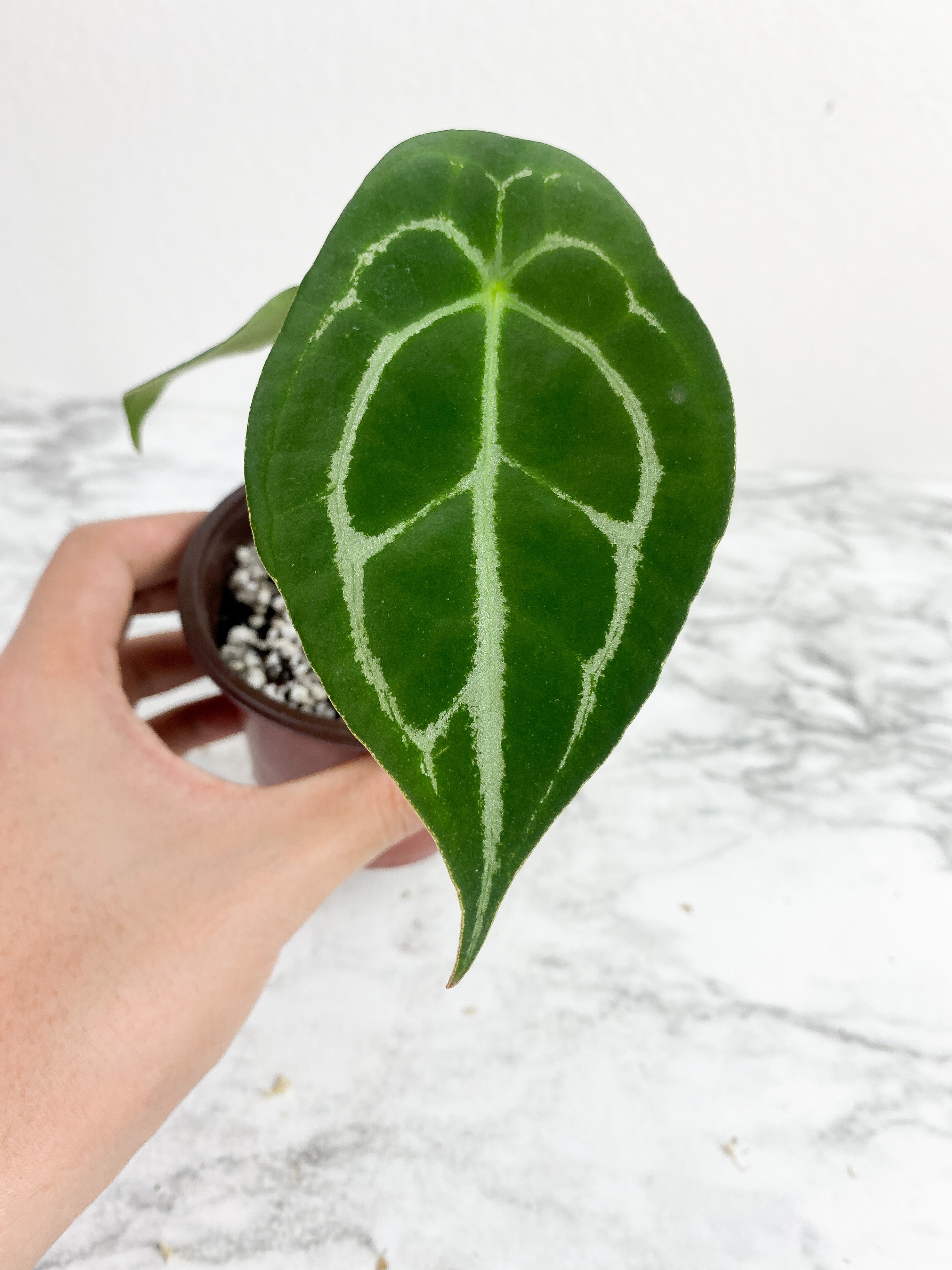 Anthurium forgetii silver medium - 3 leaves rooted