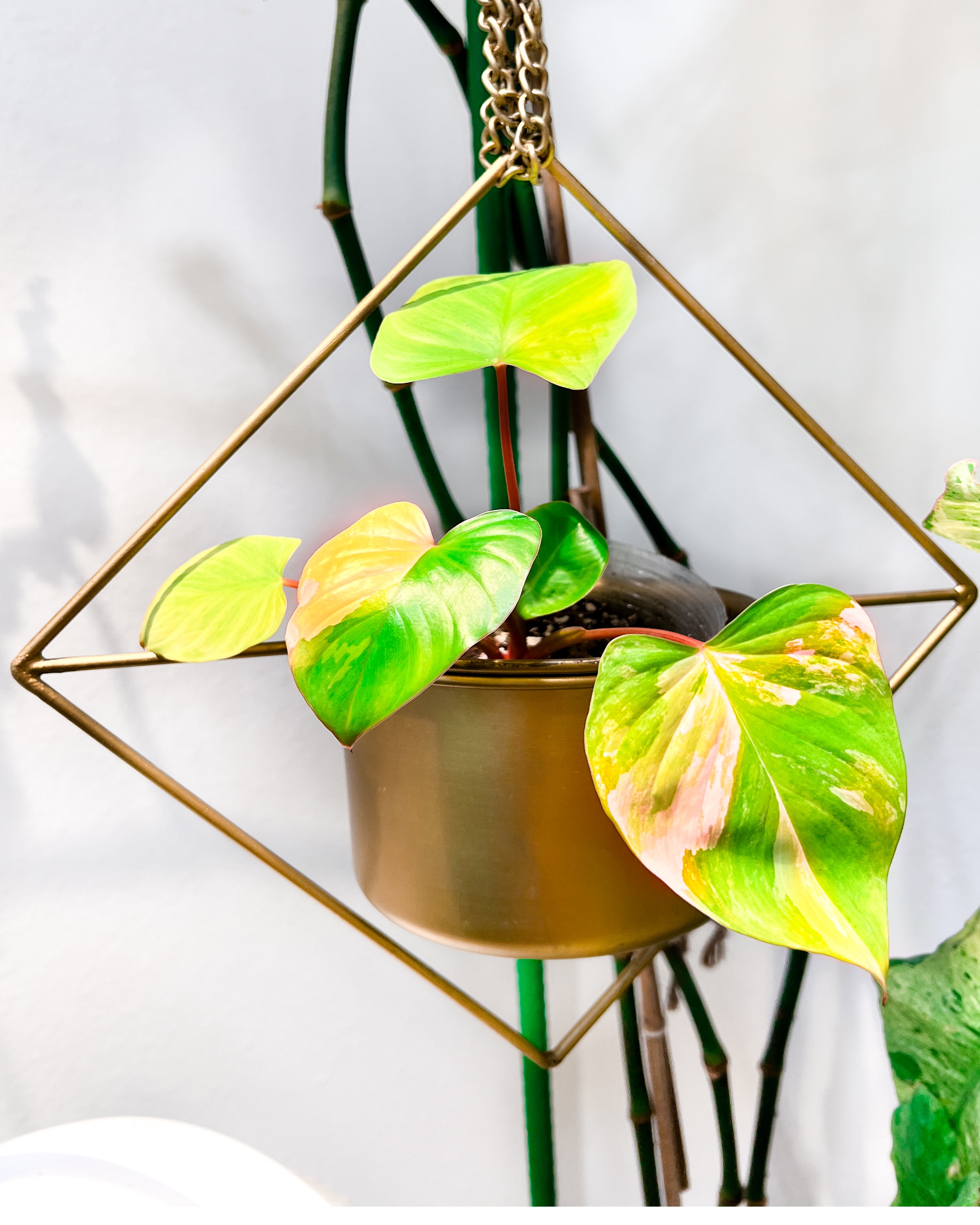 Homalomena Rubescen Variegated 5 leaves rooted