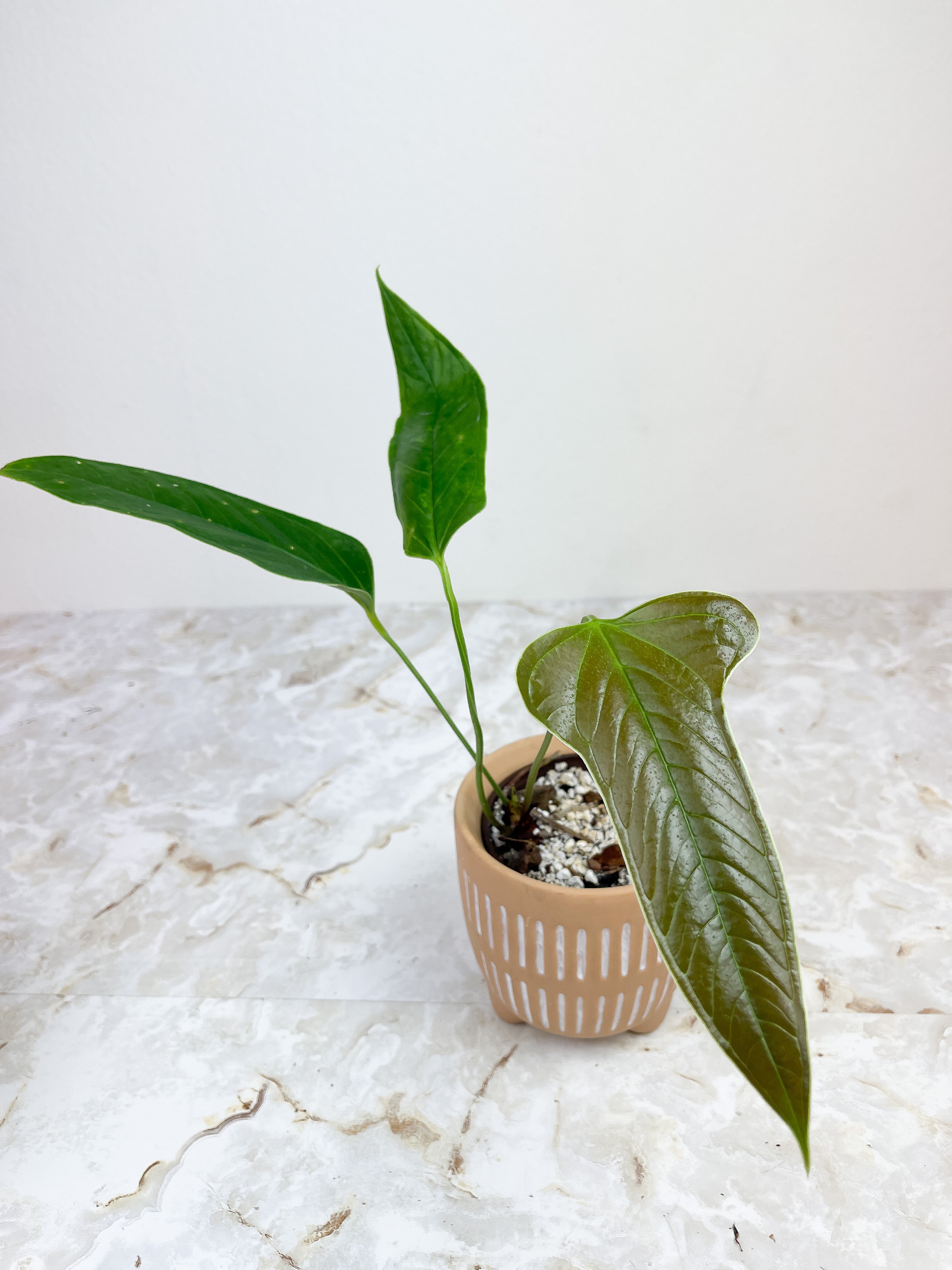 Anthurium Furcatum rooted