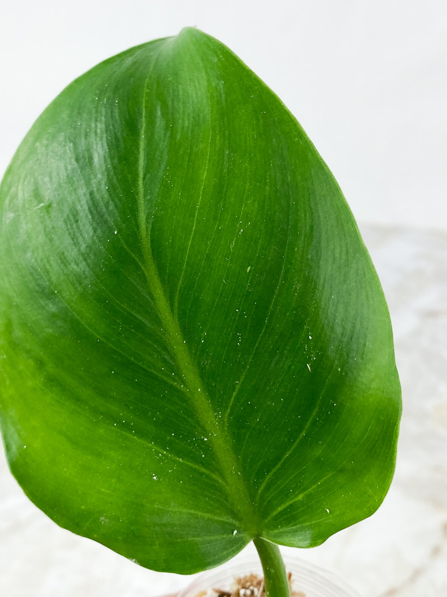 Philodendron White Wizard Rooting 3 leaves. Top cutting