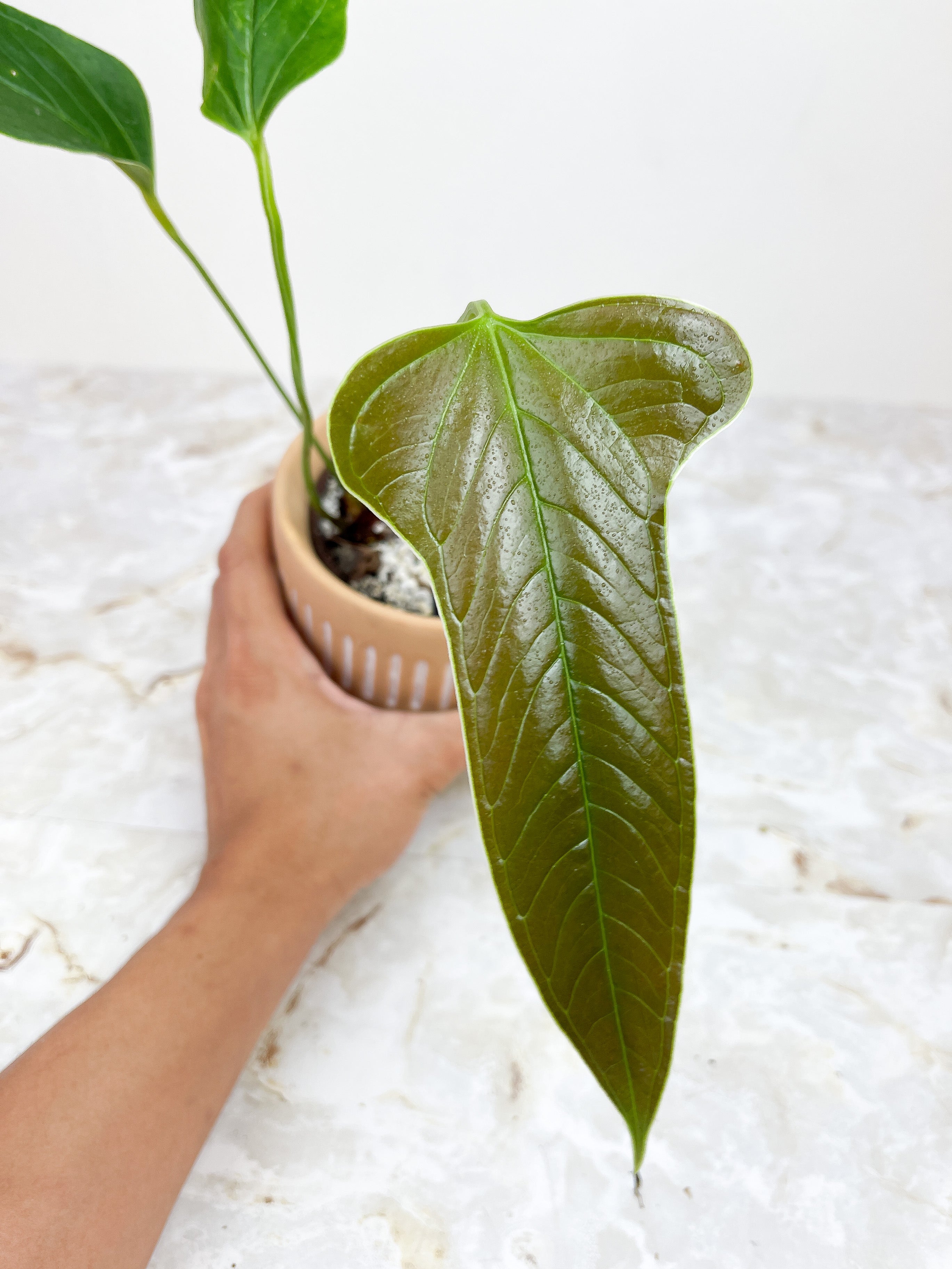 Anthurium Furcatum rooted