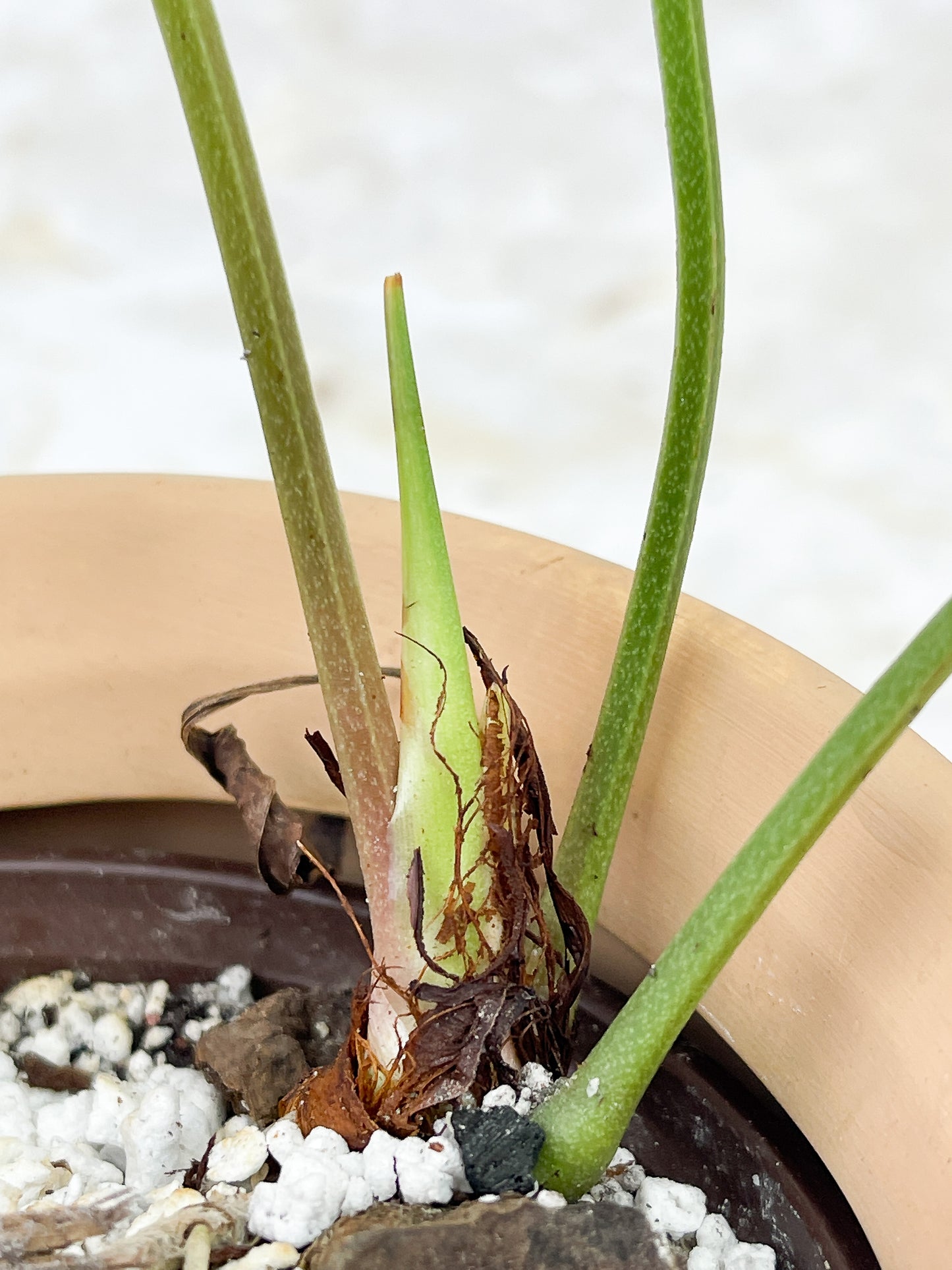 Anthurium Furcatum rooted