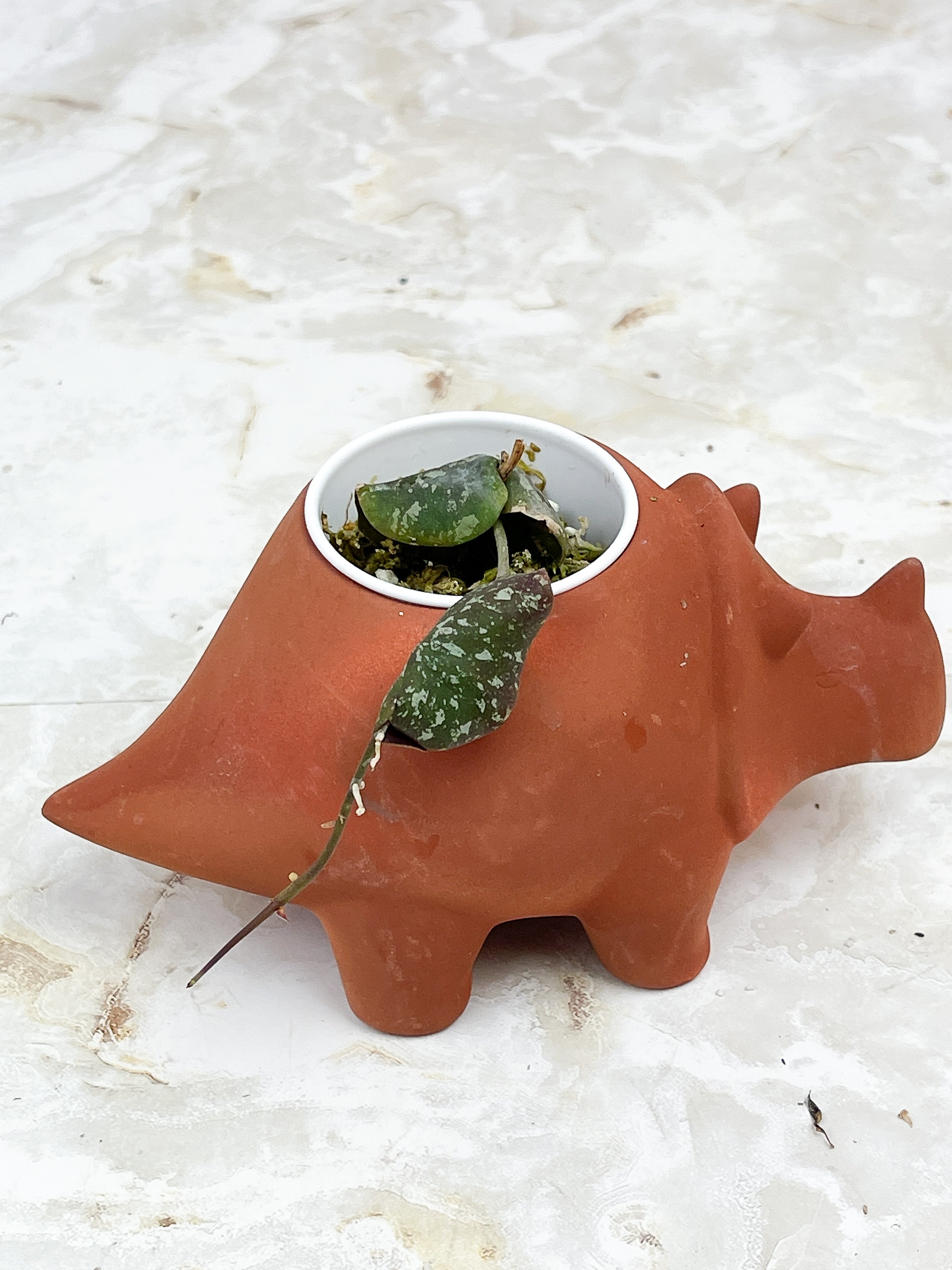 Hoya Imbricata rooted