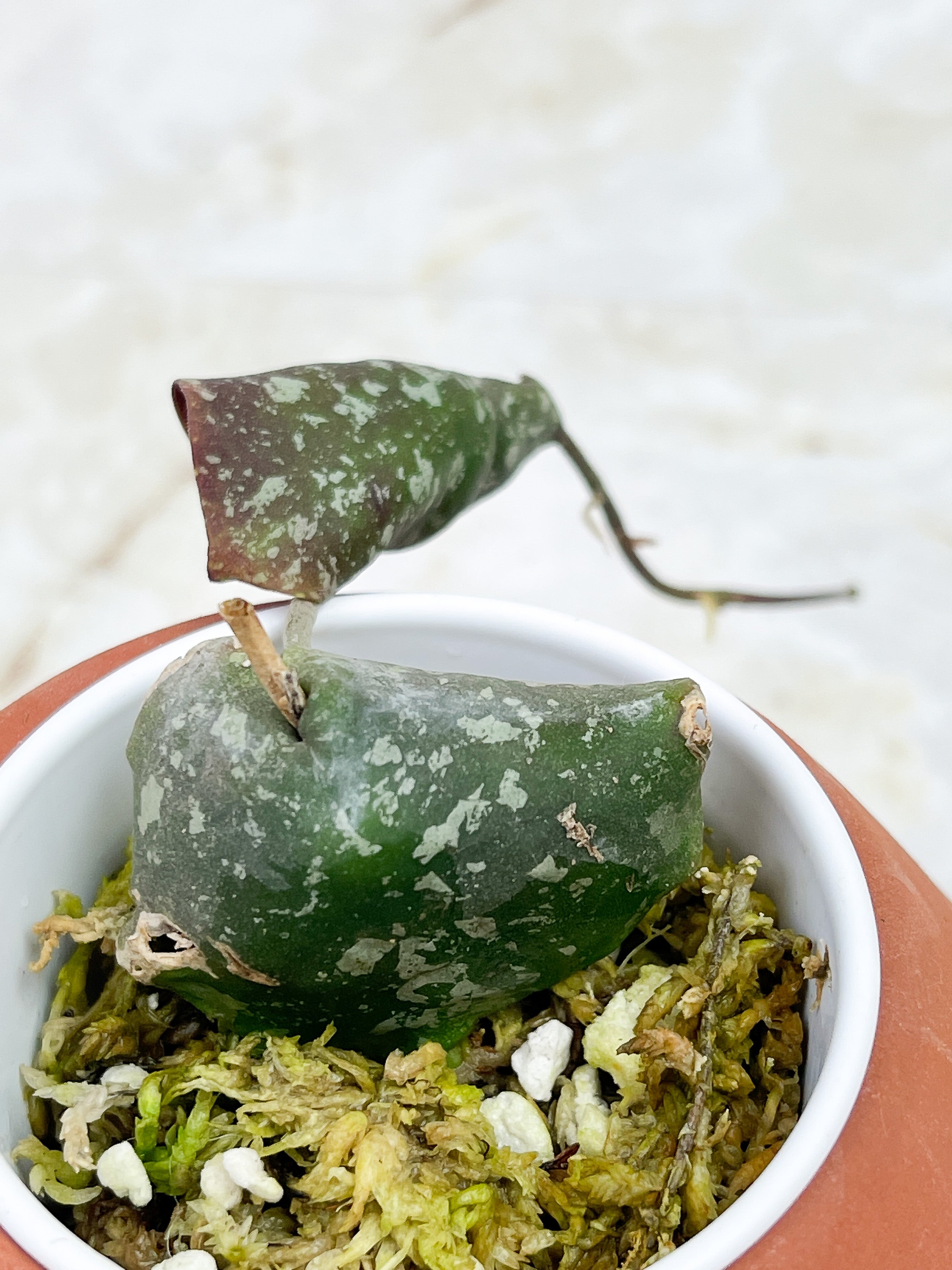 Hoya Imbricata rooted