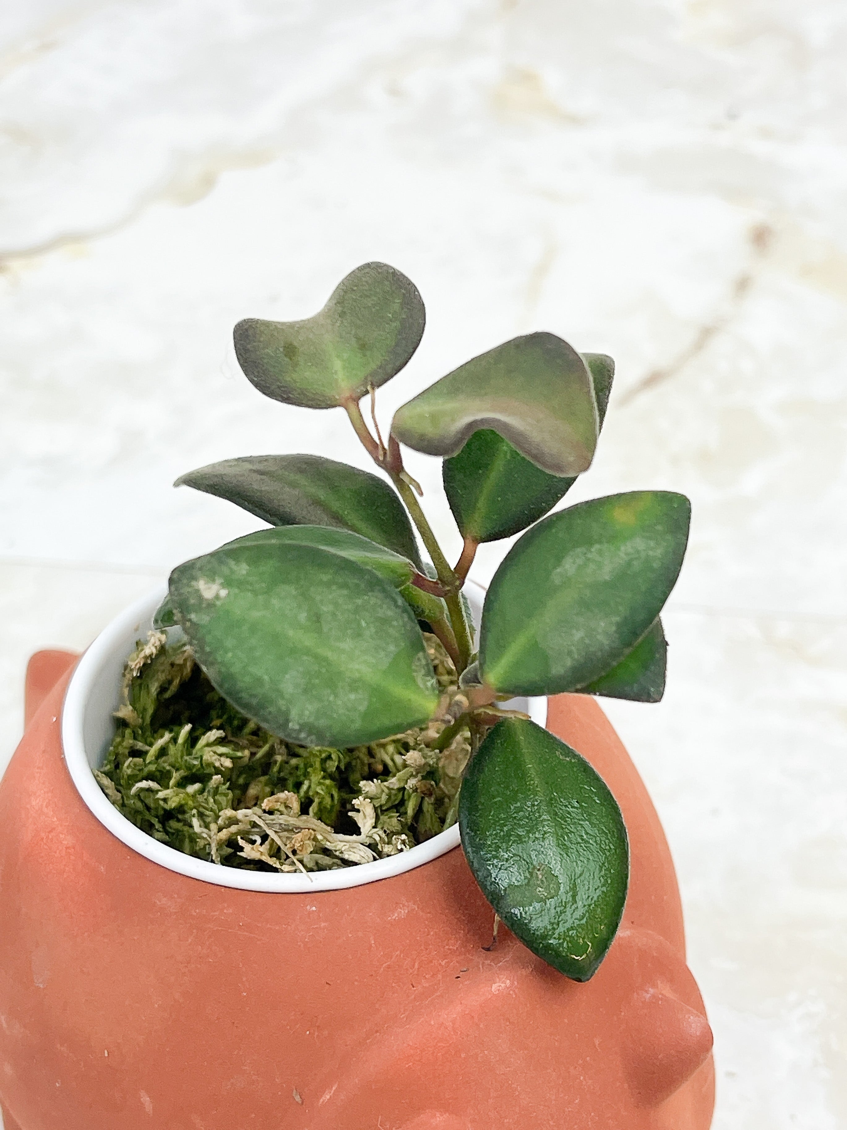 Hoya burtoniae