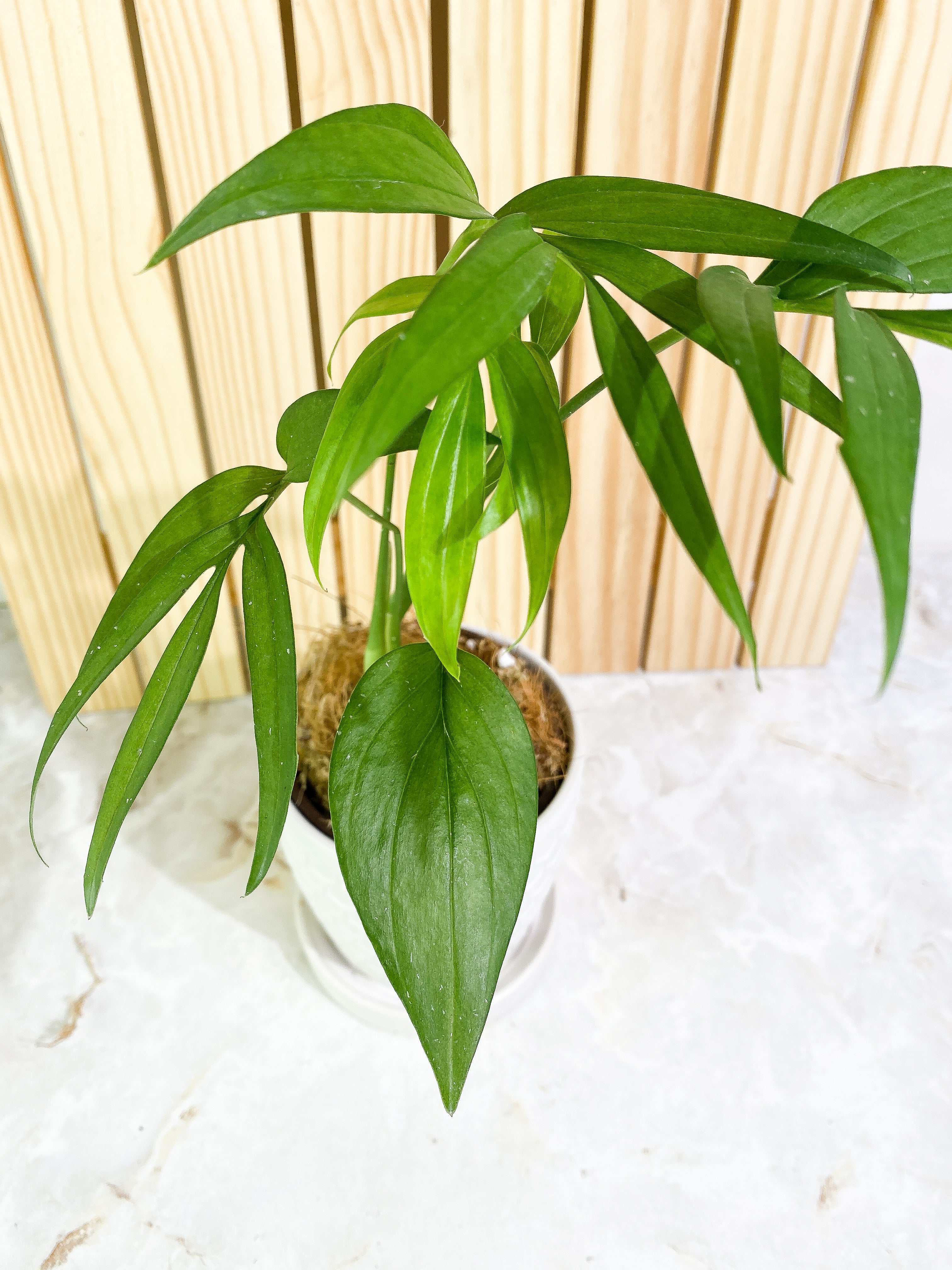 Monstera subpinnata Rooted