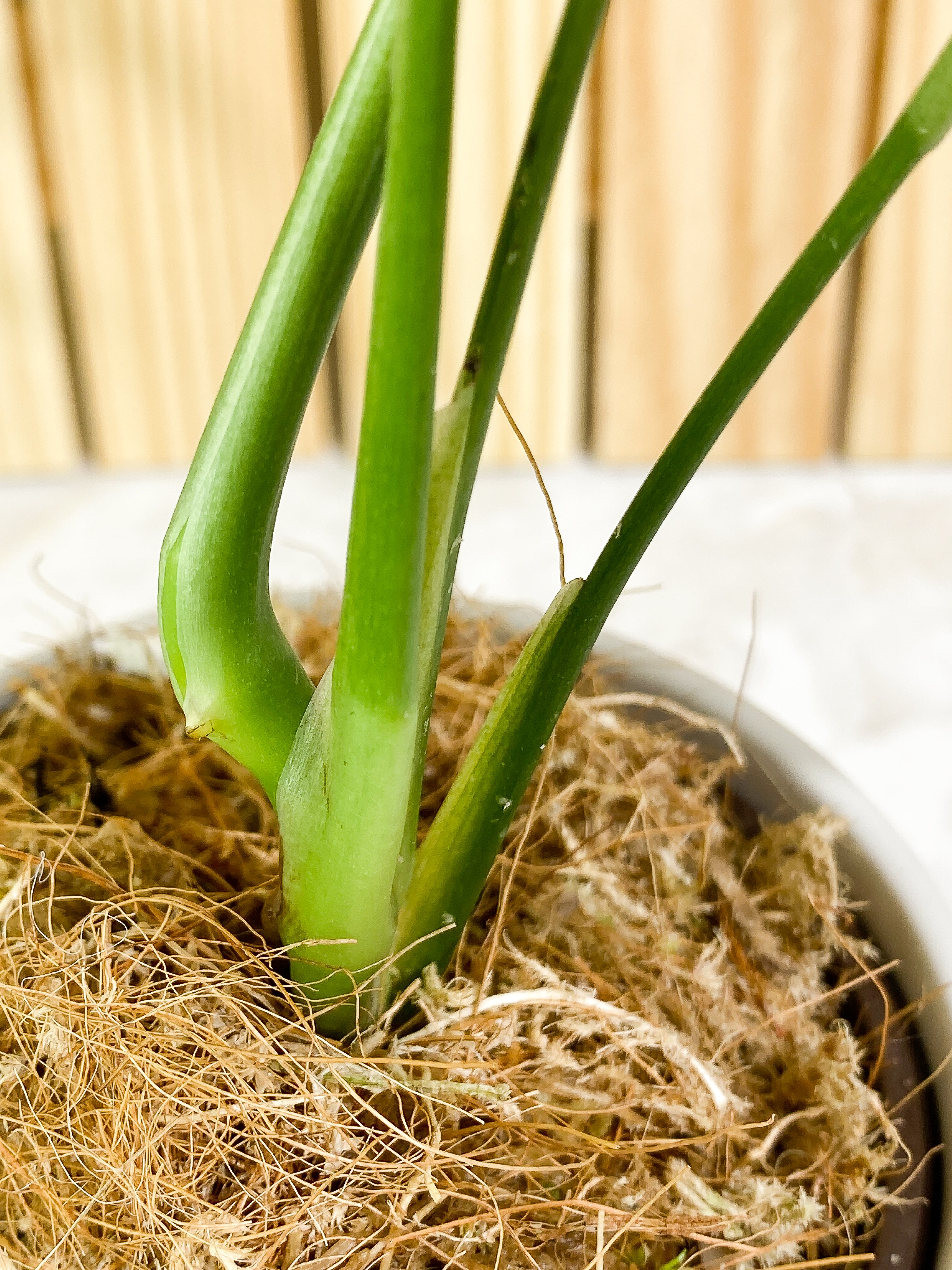 Monstera subpinnata Rooted