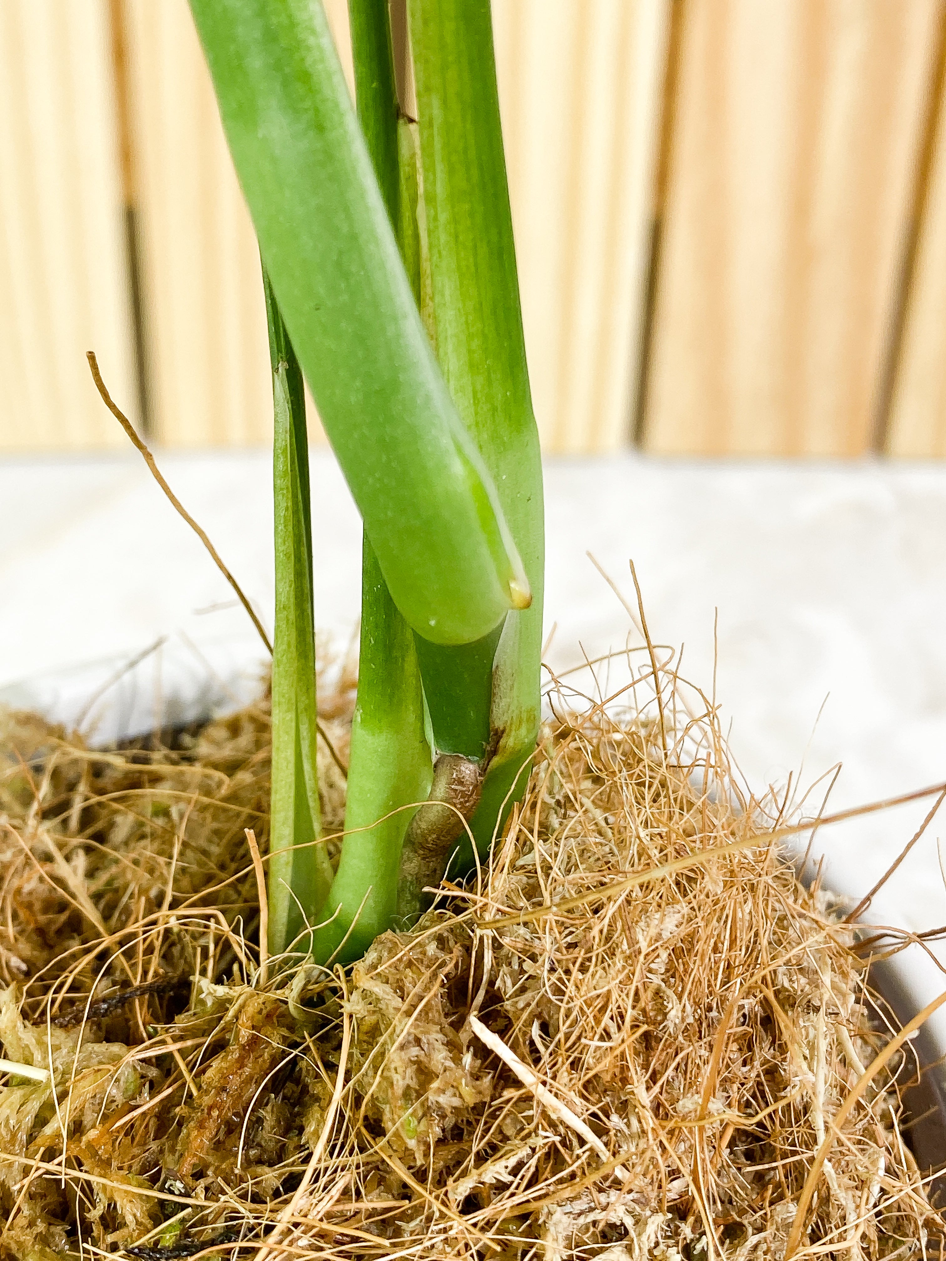 Monstera subpinnata Rooted