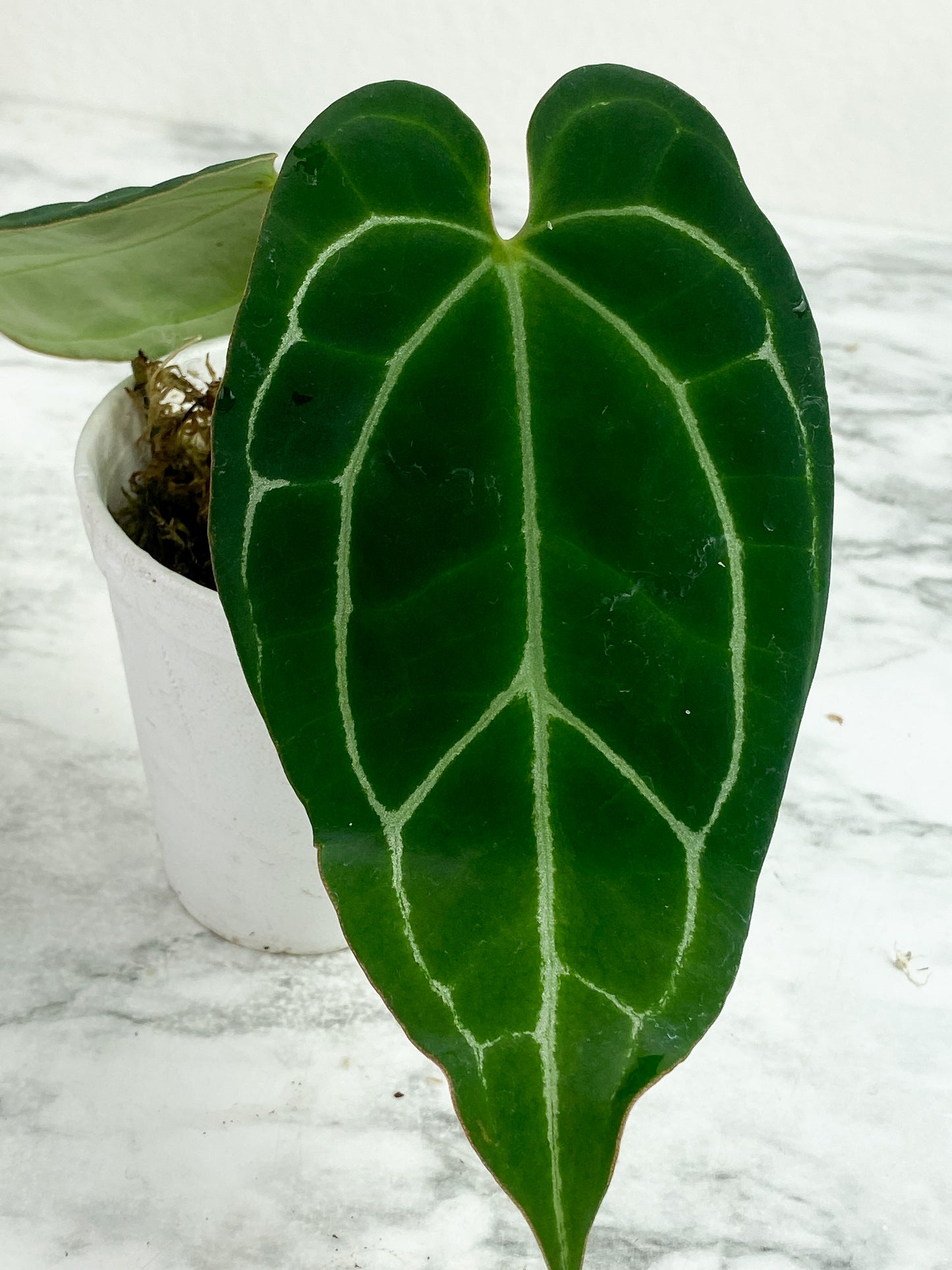 Anthurium crystallinum black  - 2 leaves And 1 sprout rooted