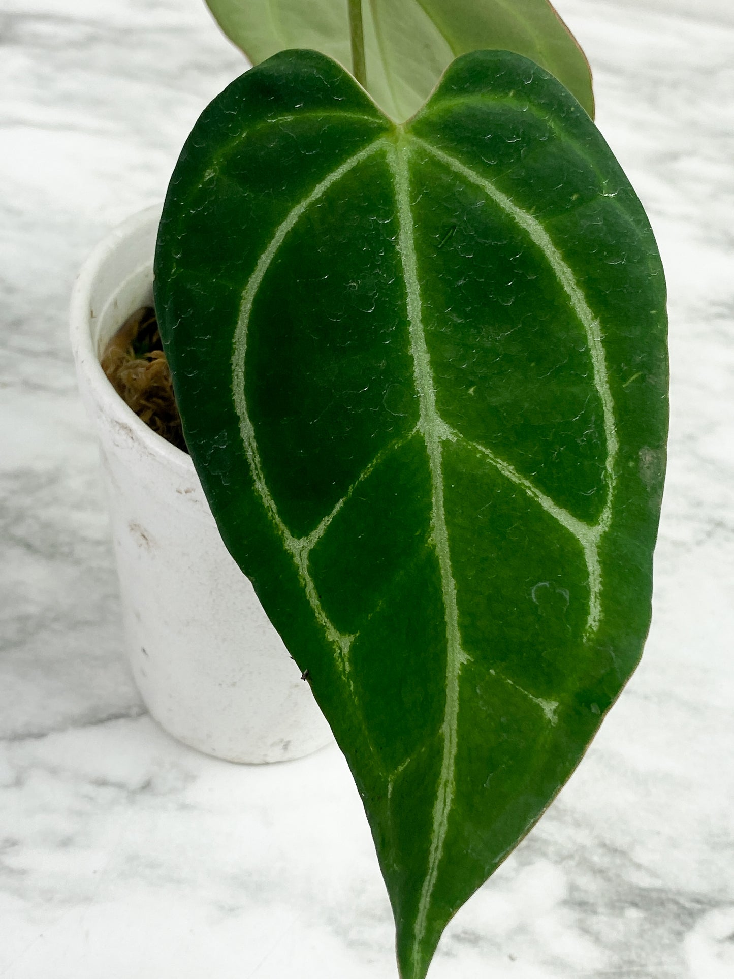 Anthurium crystallinum black  - 2 leaves And 1 sprout rooted