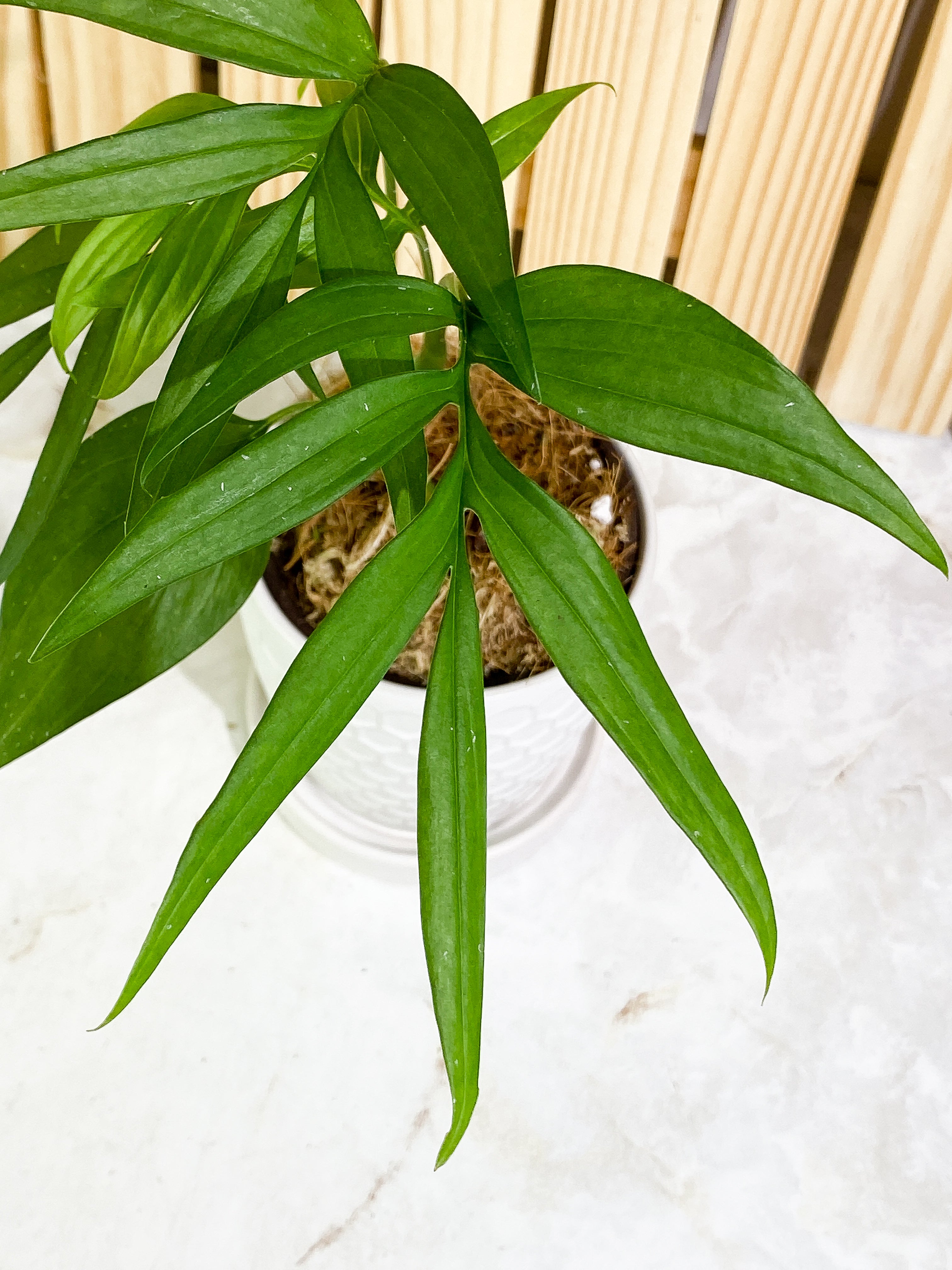 Monstera subpinnata Rooted