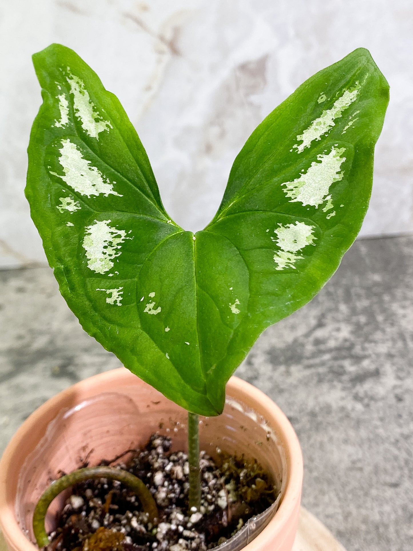 Ulearum donburnsii Rooted 1 leaf