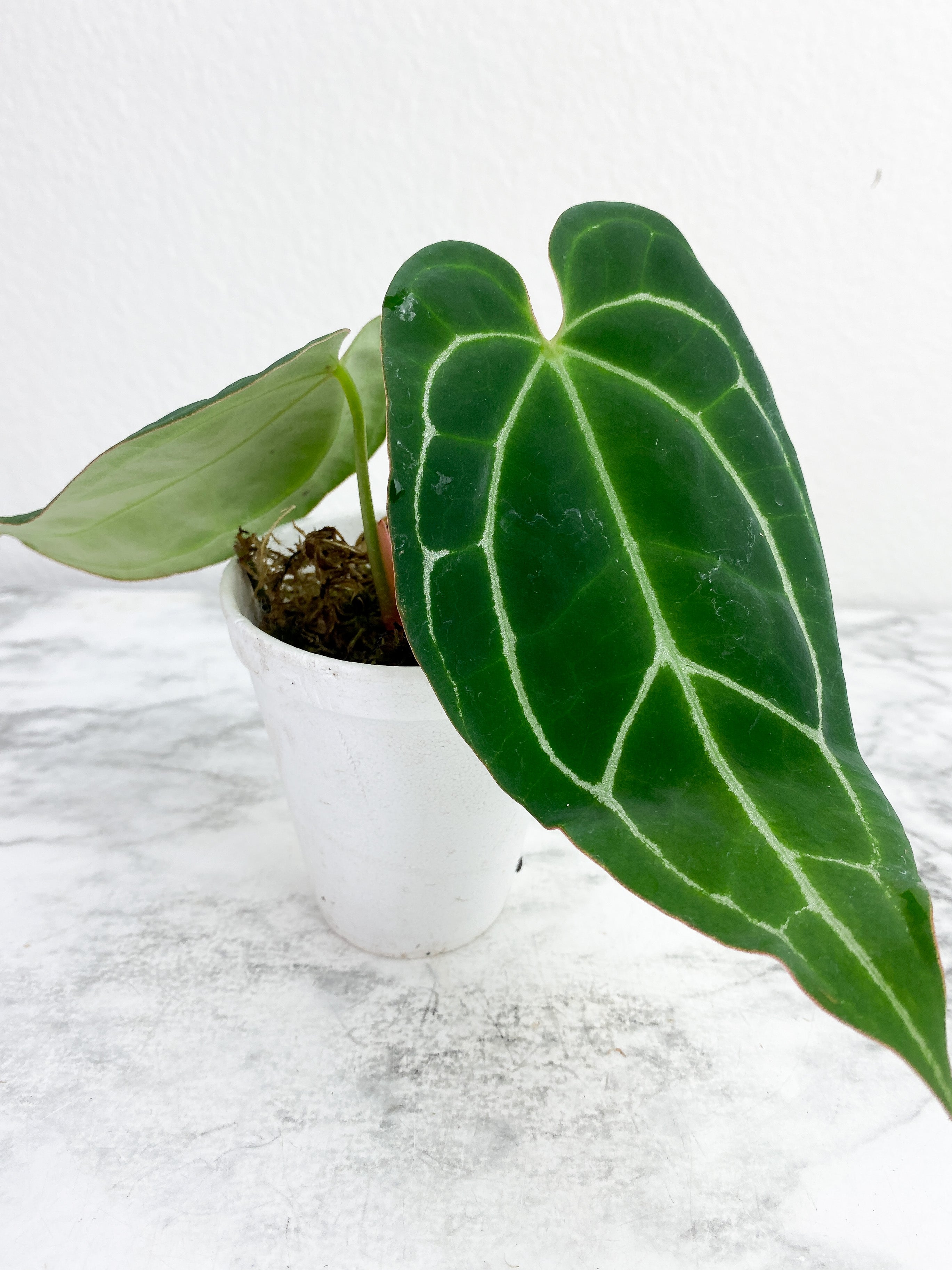 Anthurium “Crystallinum” 2 outlet leaves