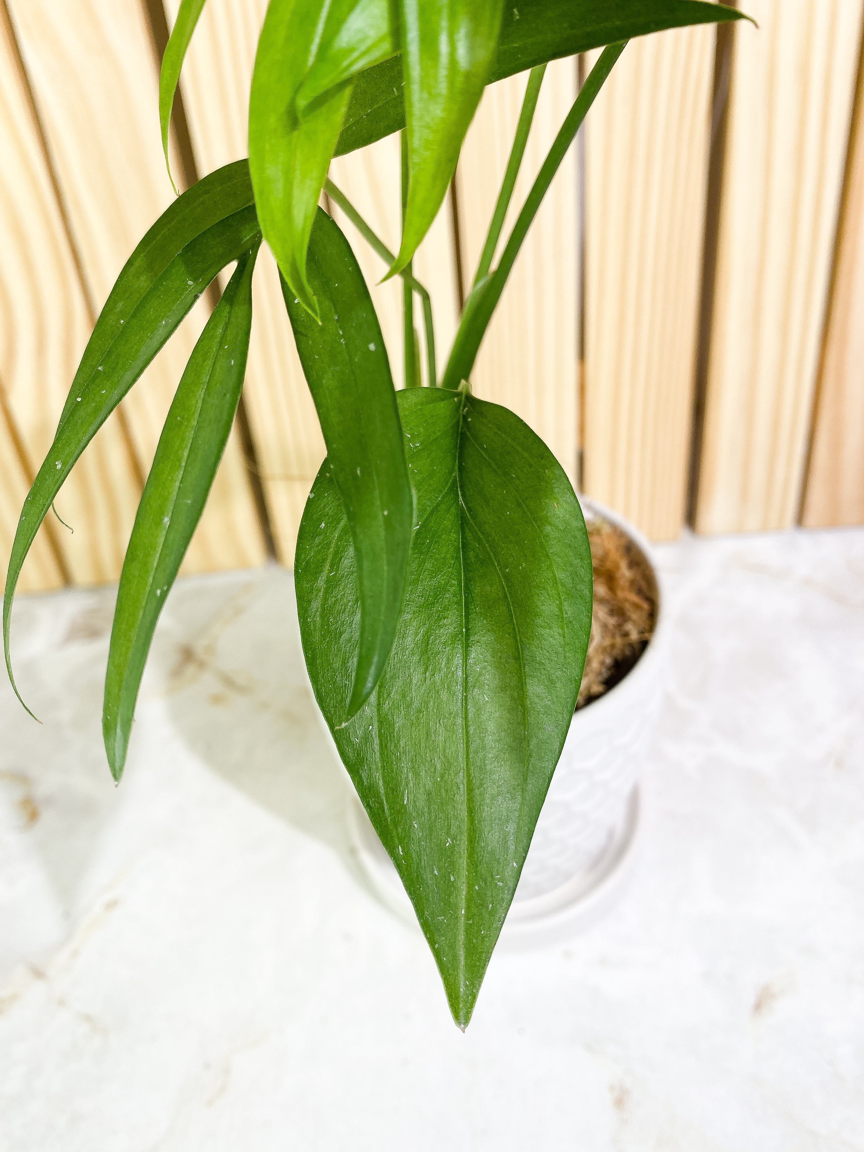 Monstera subpinnata Rooted