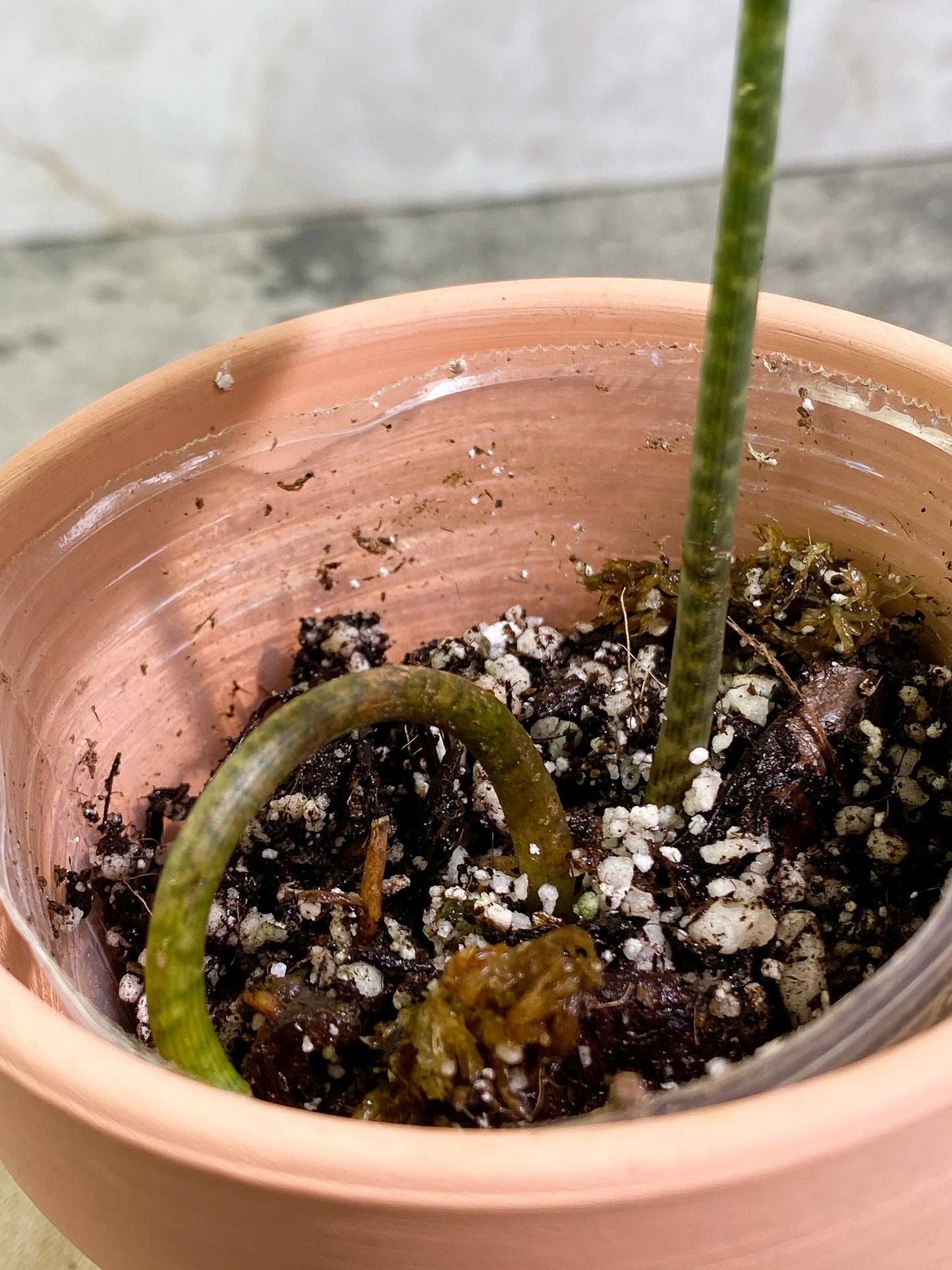 Ulearum donburnsii Rooted 1 leaf