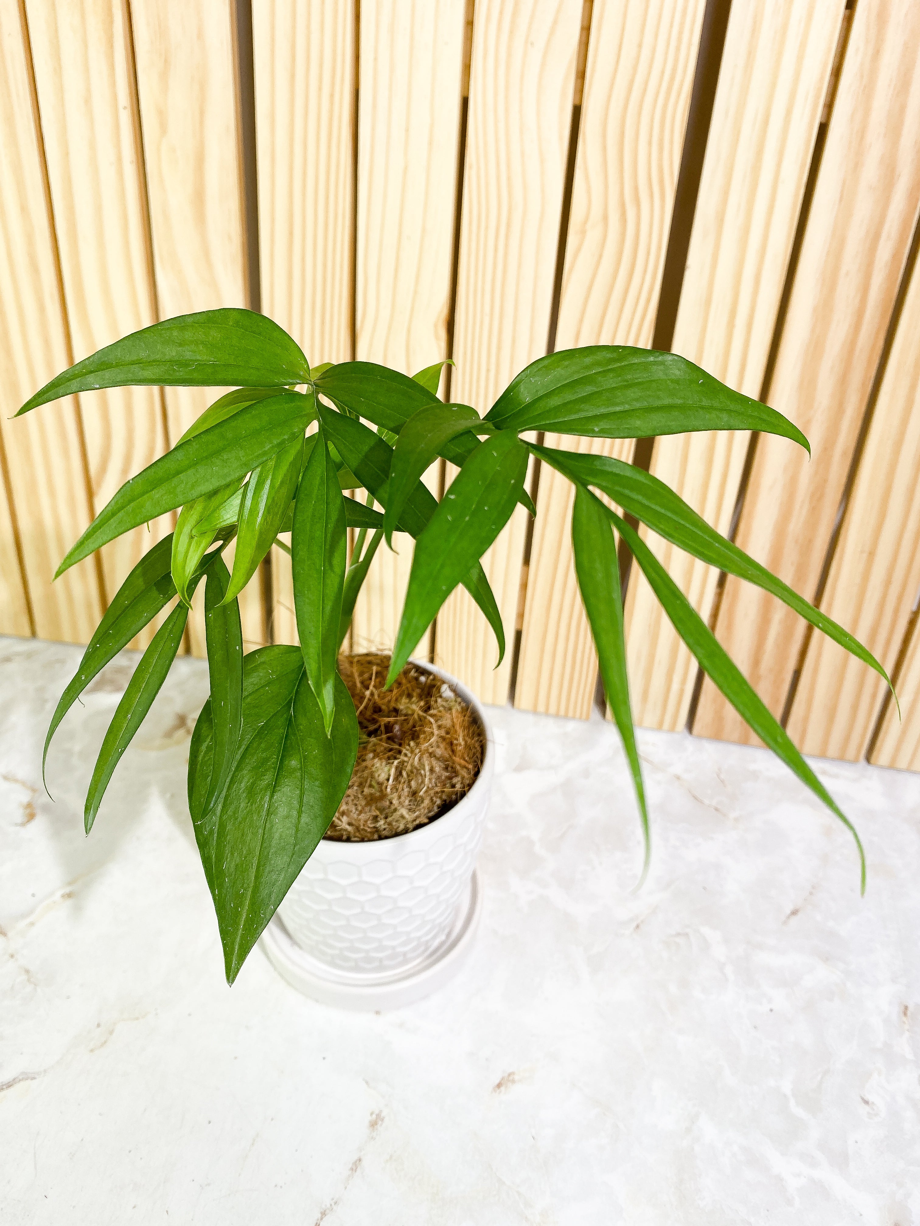 Monstera subpinnata Rooted