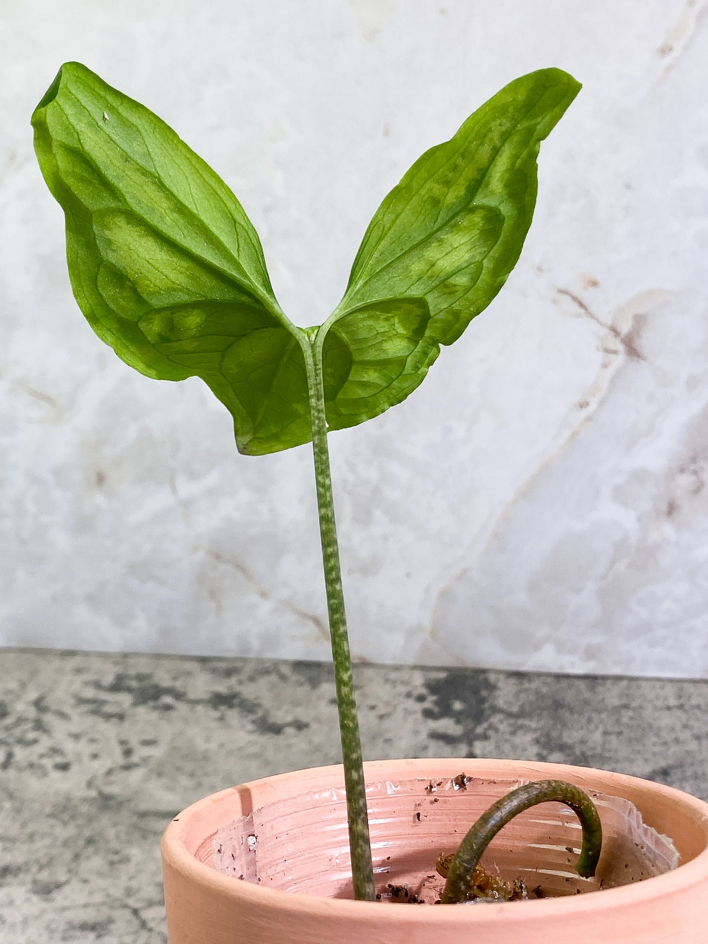 Ulearum donburnsii Rooted 1 leaf