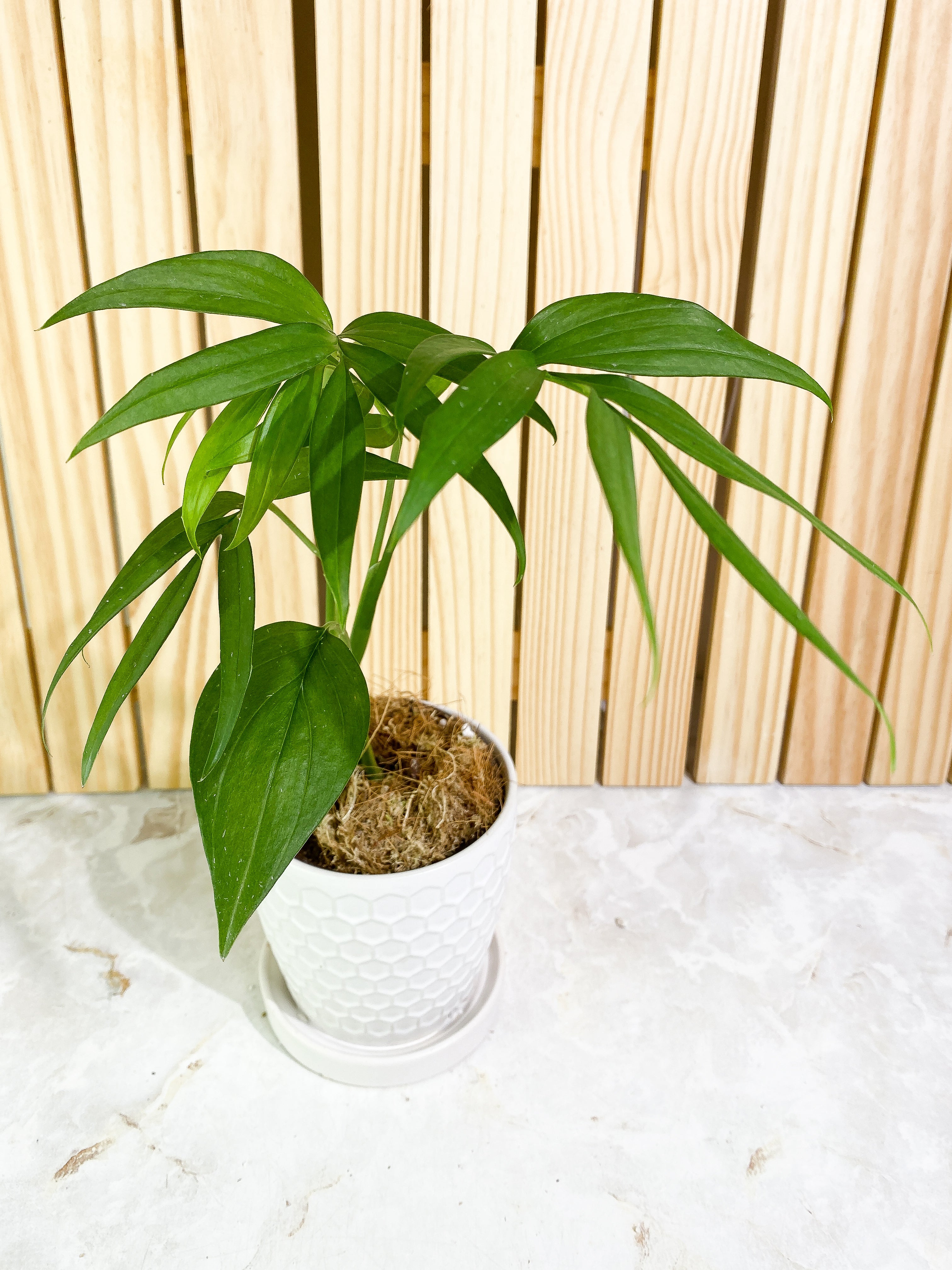 Monstera subpinnata Rooted