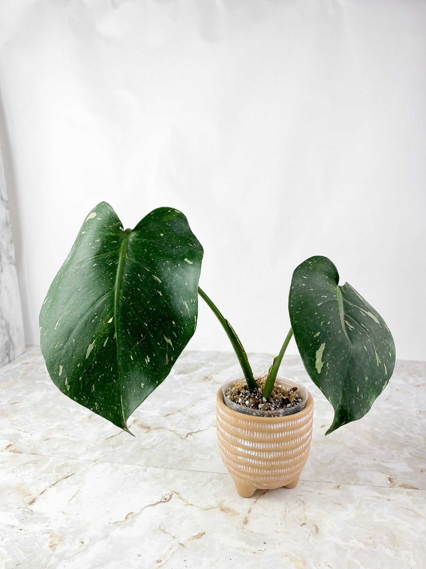 Monstera Thai Constellation Rooted